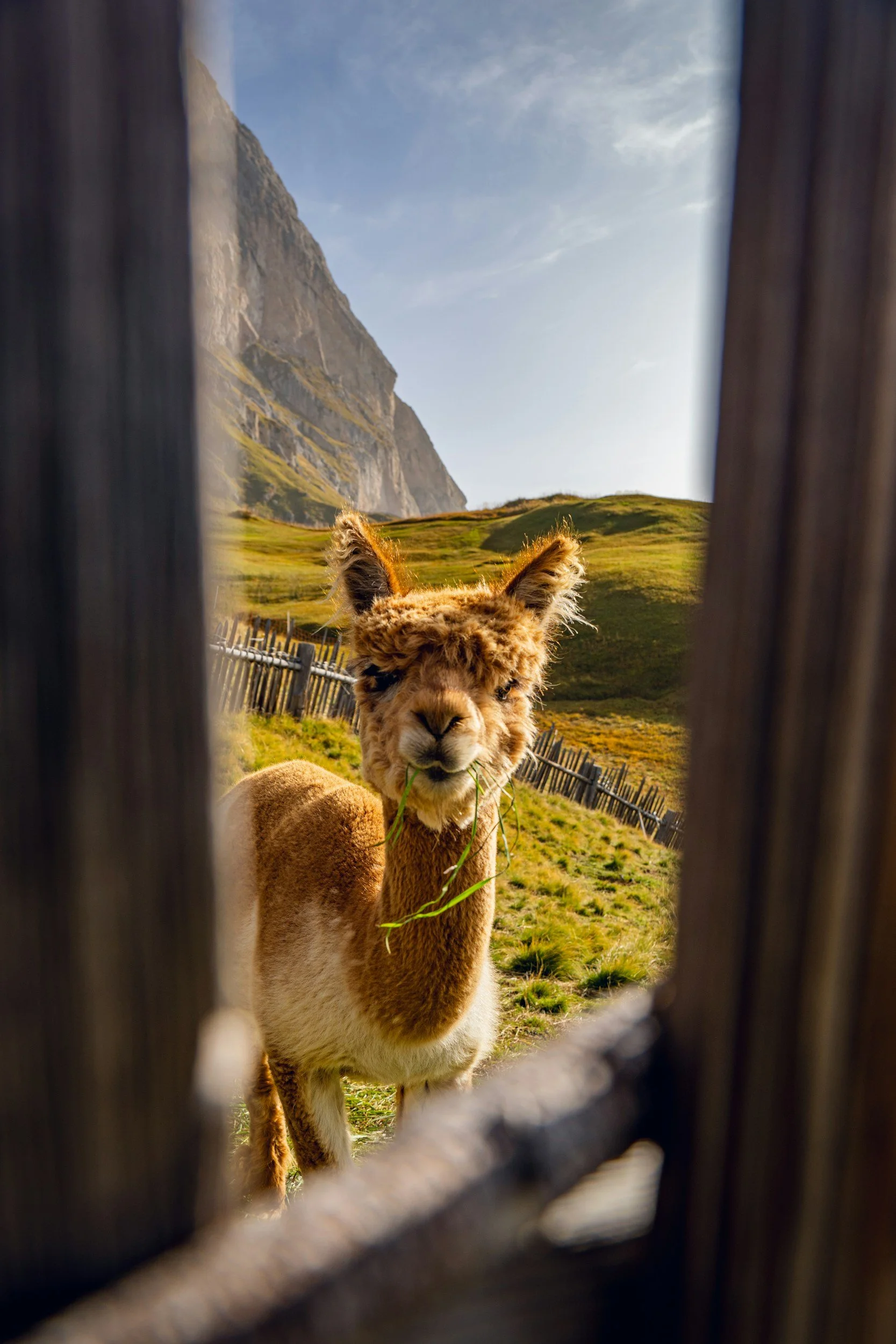 Close-up of a brown llama with a cheerful expression, chewing grass, framed by a wooden fence with a scenic mountain landscape in the background.