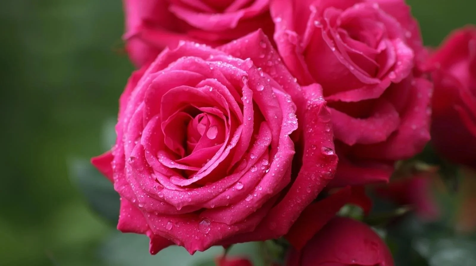 Close-up of pink roses with water droplets on petals.