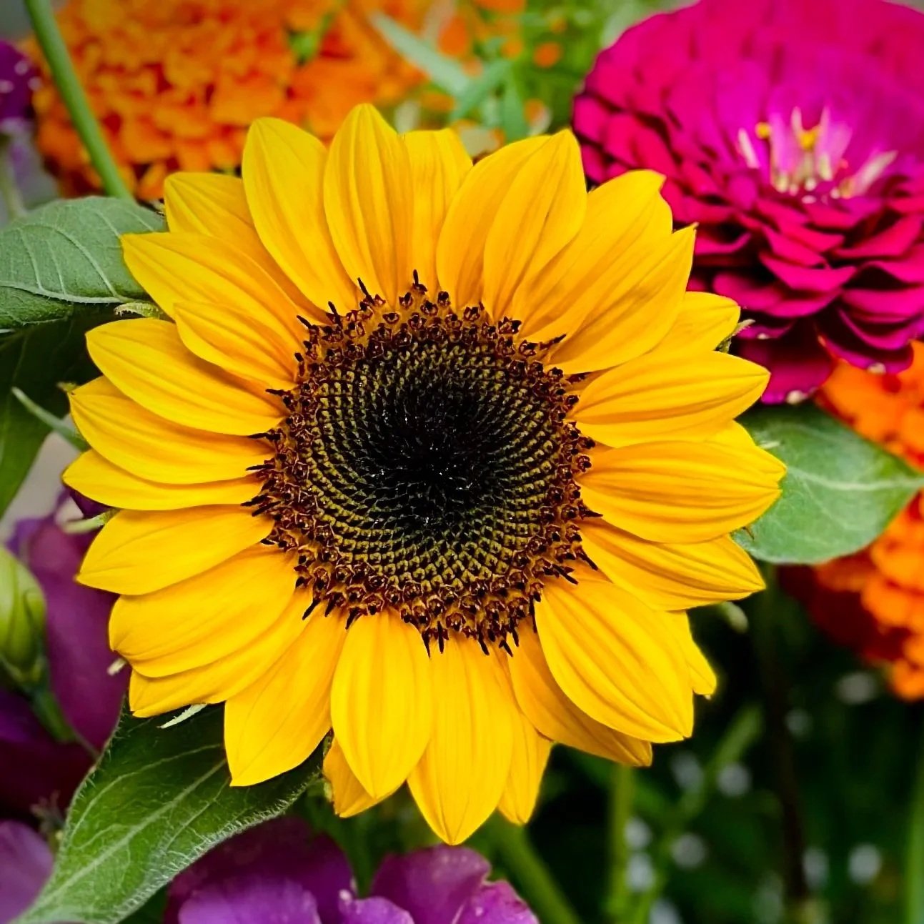 Close-up of a bright yellow sunflower with a dark center, amidst colorful flowers including a purple bloom in the background.