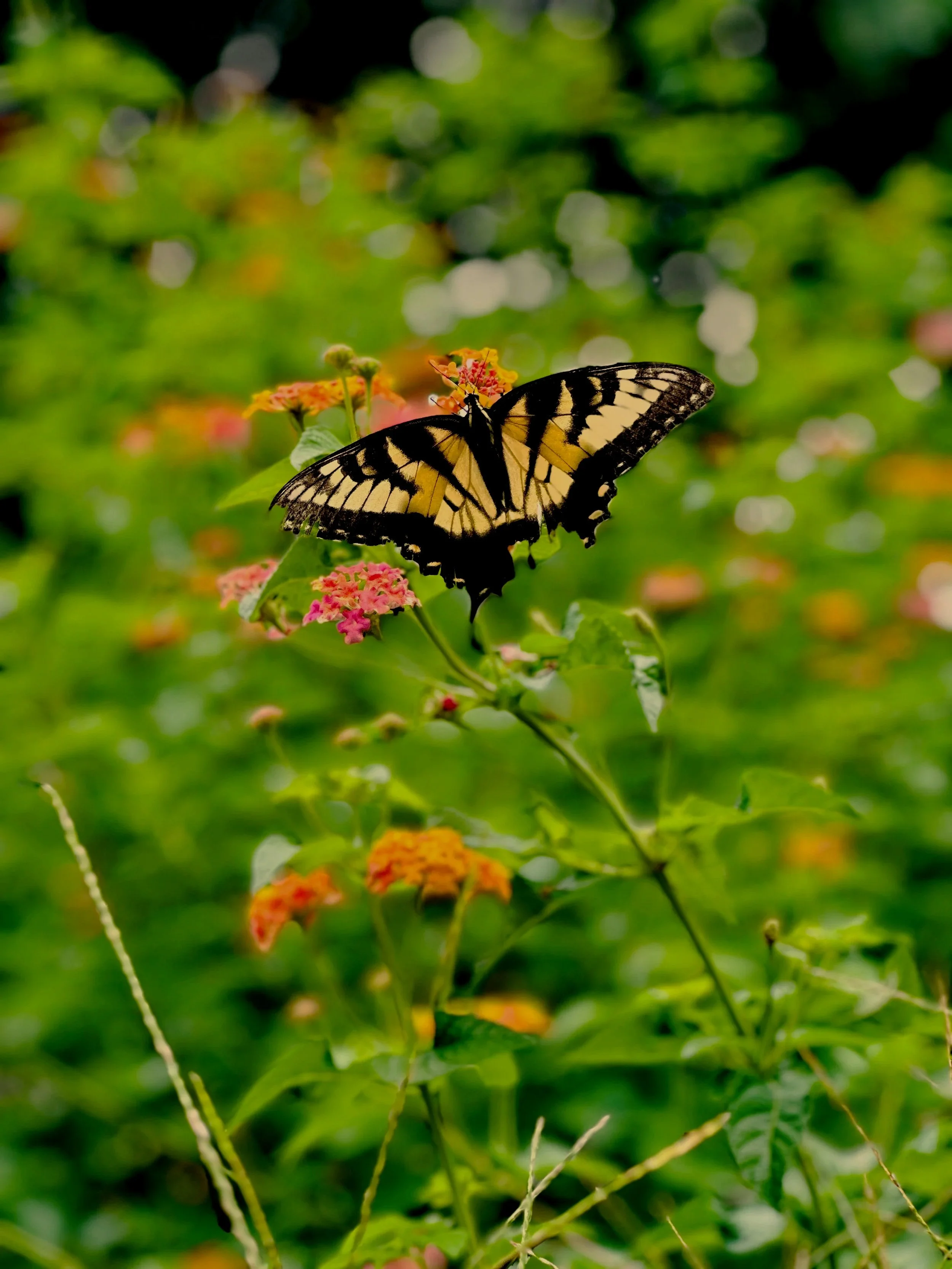 A yellow and black butterfly perched on pink flowers in a green garden.