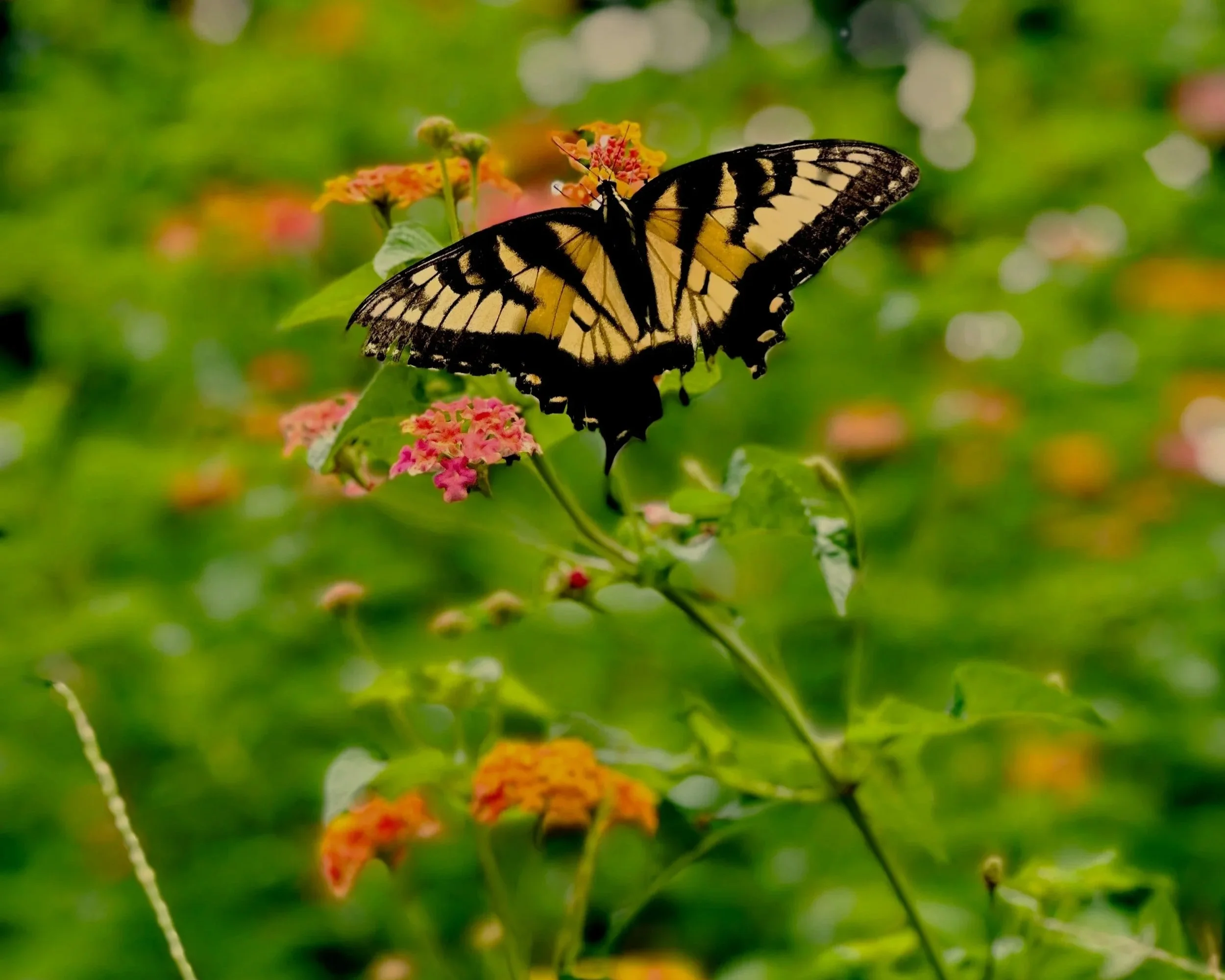 A yellow and black butterfly perched on pink and orange flowers with a blurred green background.
