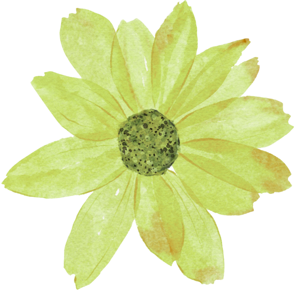 A watercolor illustration of a green daisy flower with a dark green center.