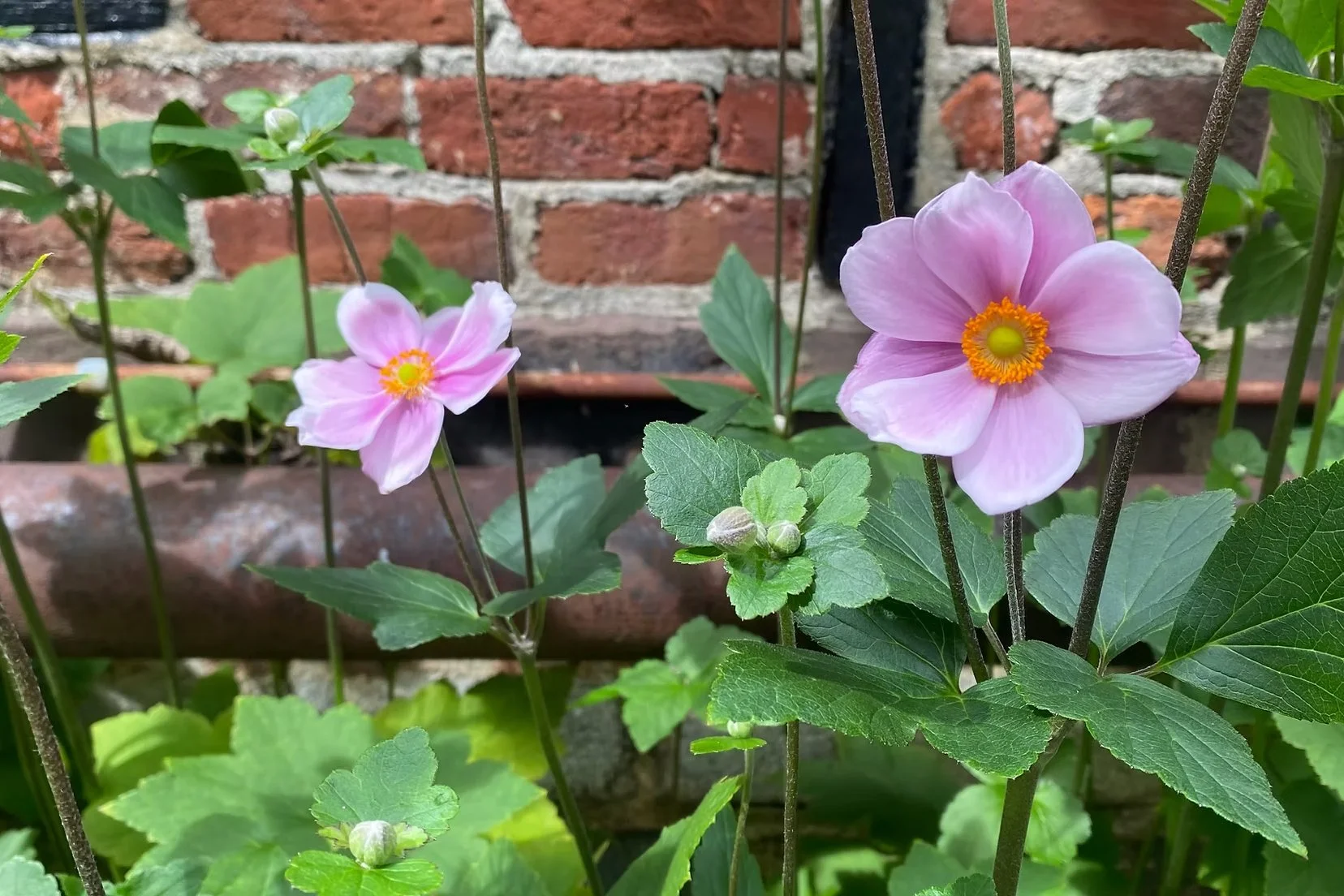 Special Focus Tour: Autumn Garden Walk (10am)
