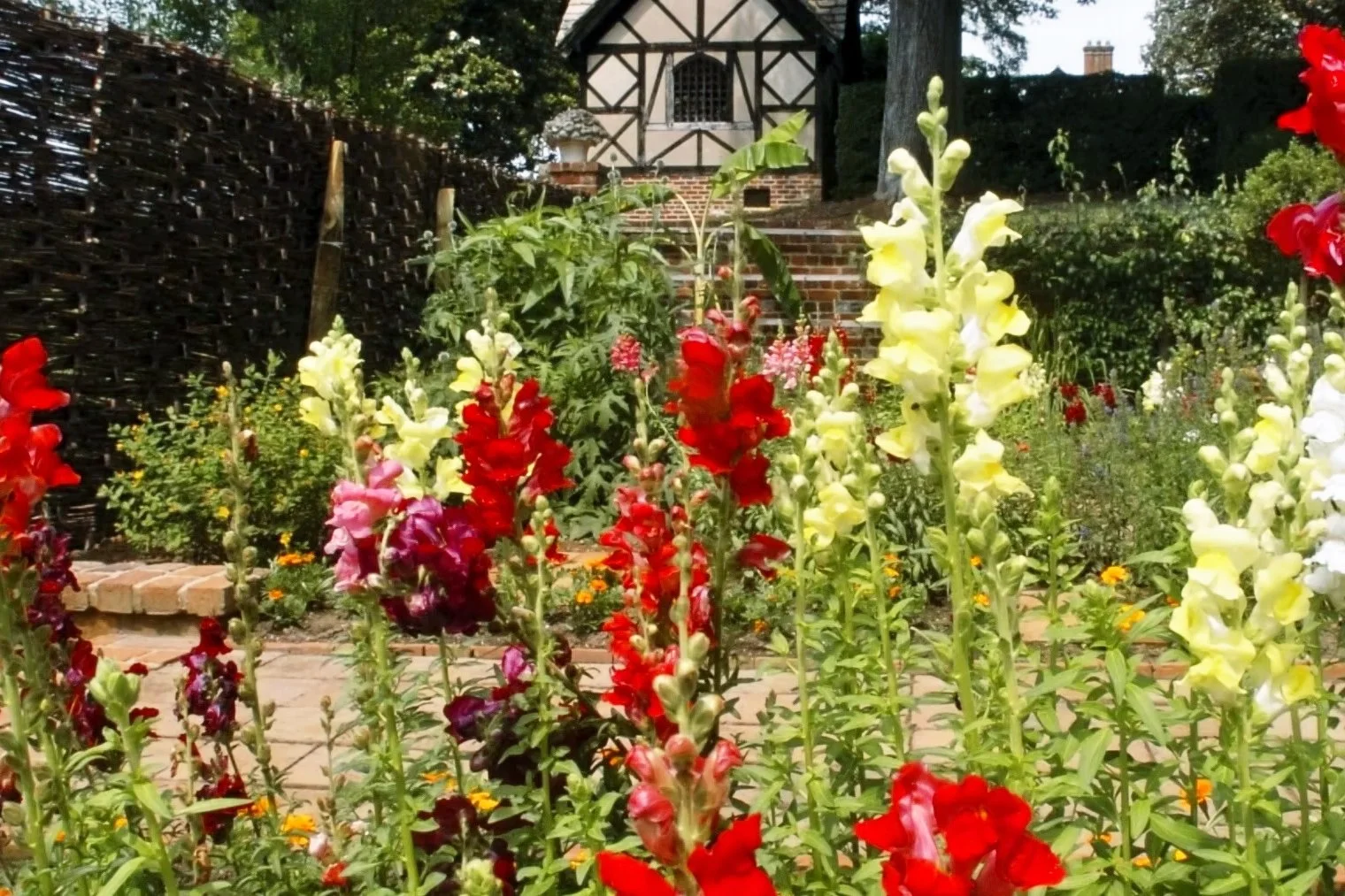 Special Focus Garden Walk Tour with Virginia Voice