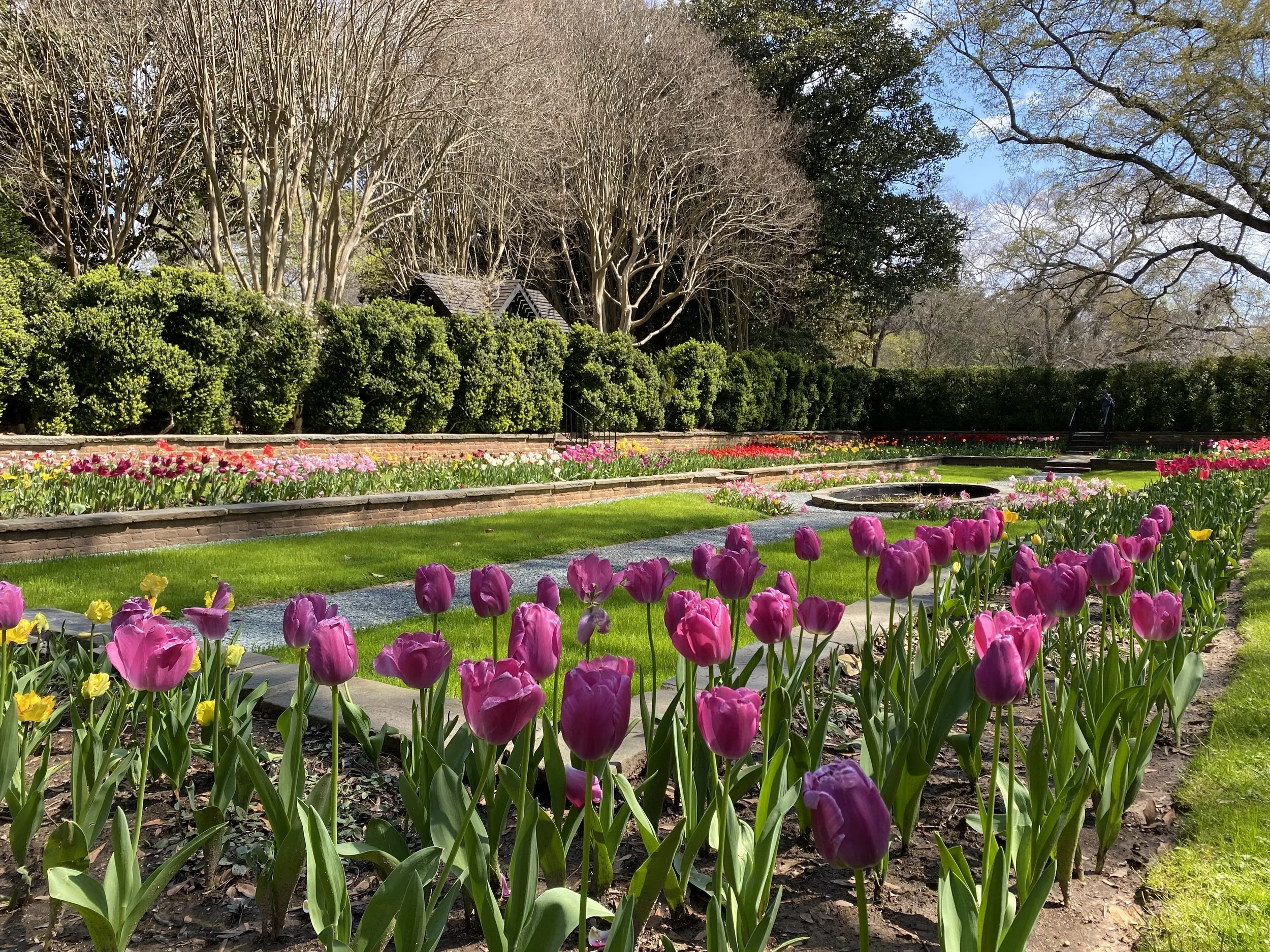 Special Focus Tour: Tulipmania Garden Tour