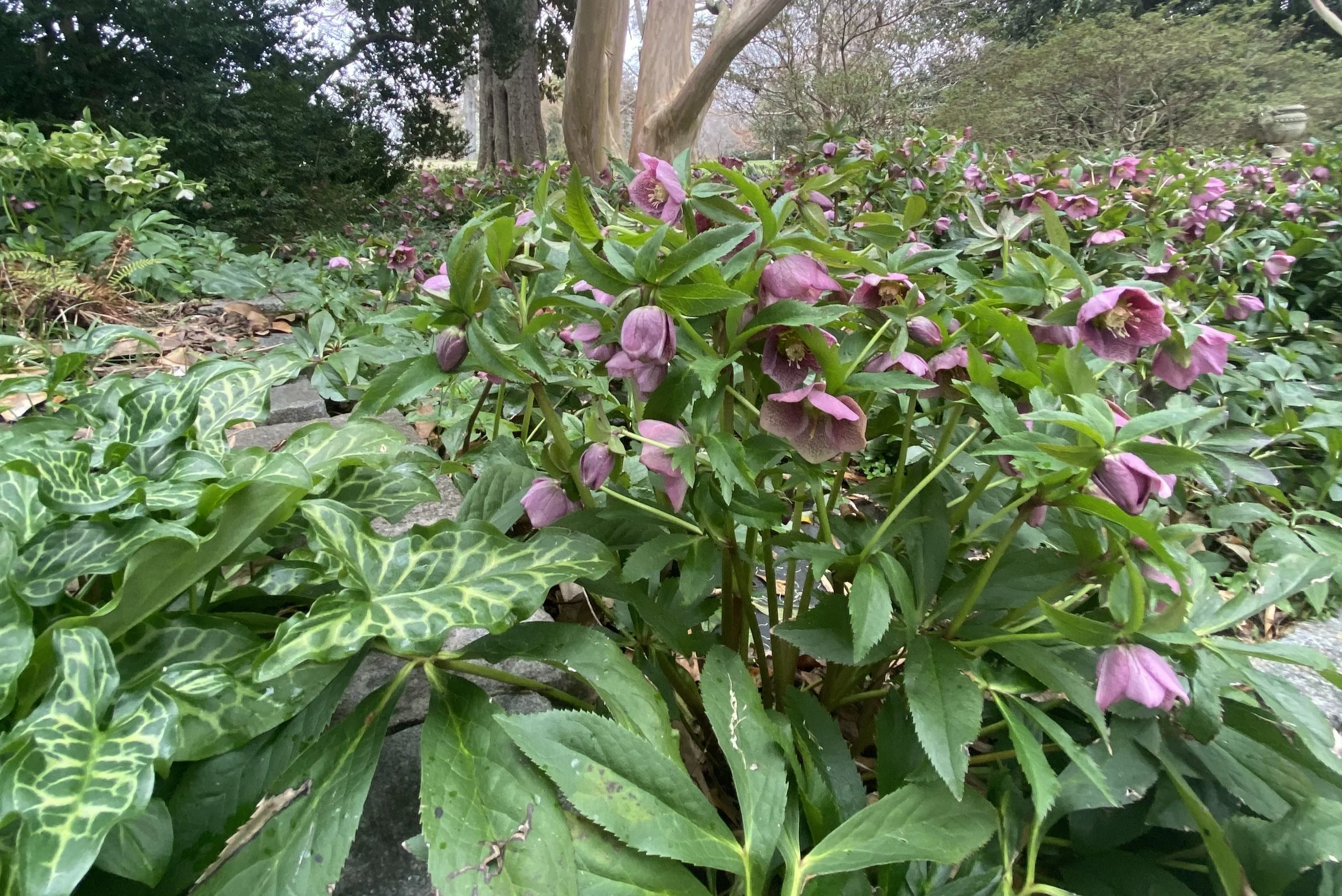 Poisonous Plants
