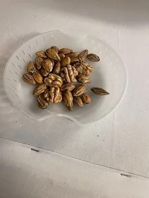 Walnuts + Almonds (Colorado Shakespeare Festival 2022 Season) 
