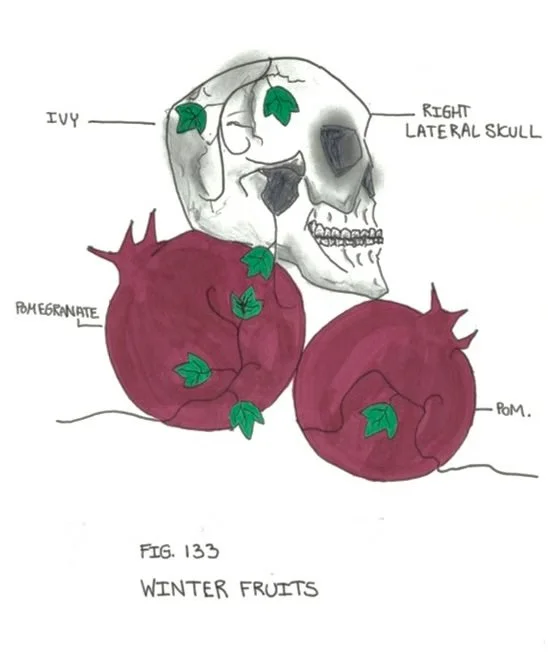 Holiday Anatomy: Winter Fruits
