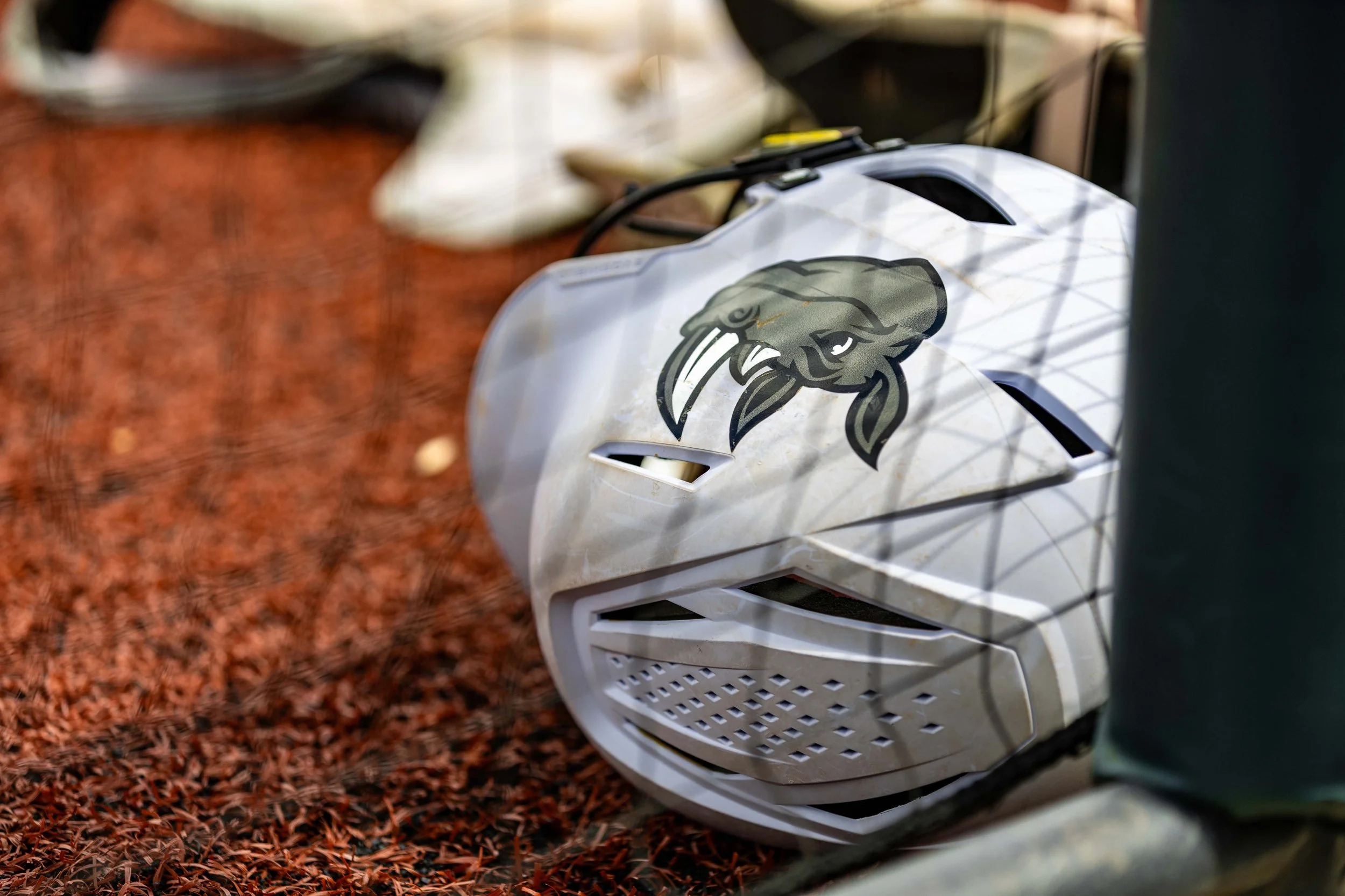 rhinos 4.jpg