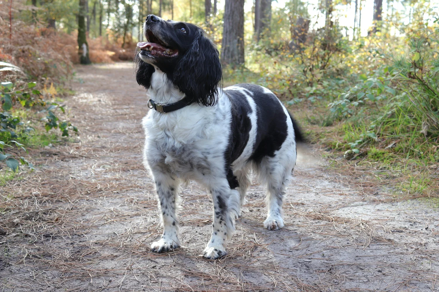 An English Springer Spaniel standing attentively on a wooded trail, off leash