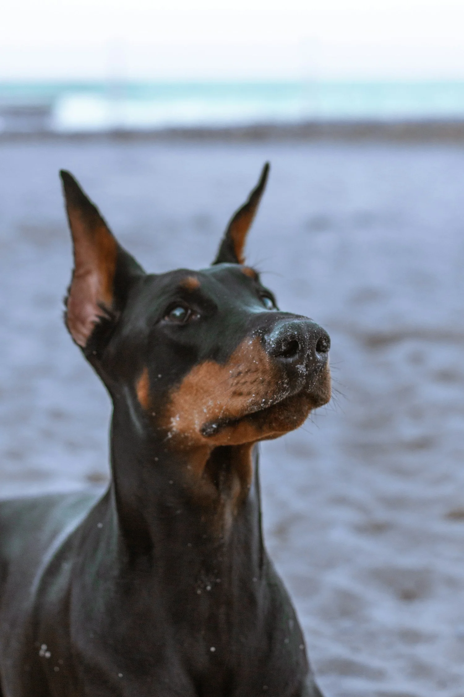 A Doberman Pinscher at the beach, alert and watching the distance