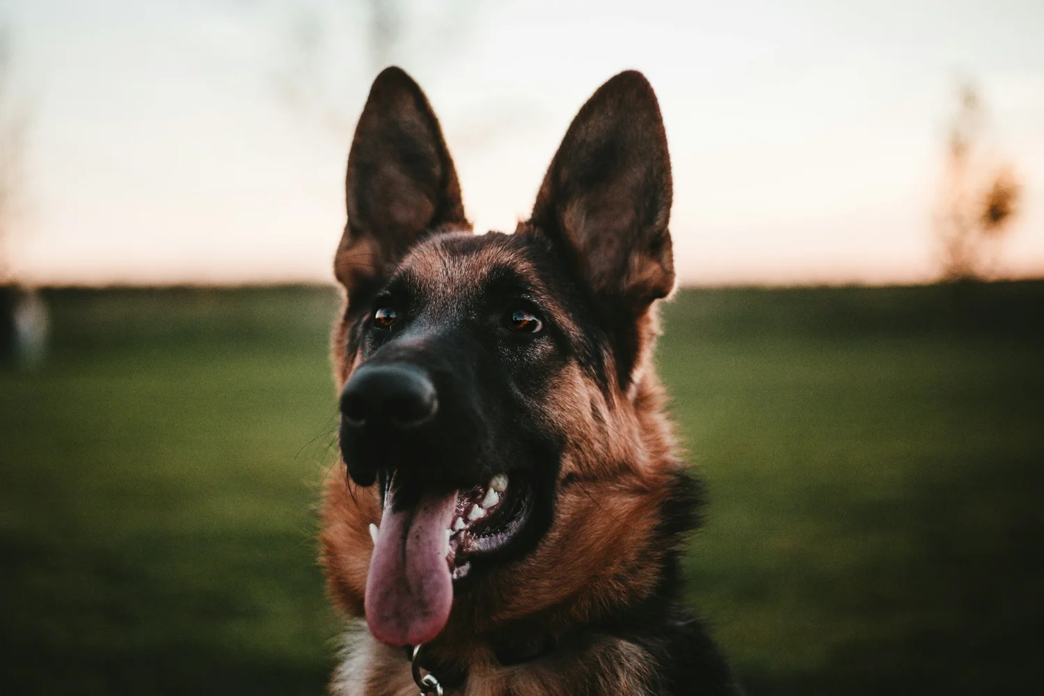 A German Shepherd outdoors with ears up, focused