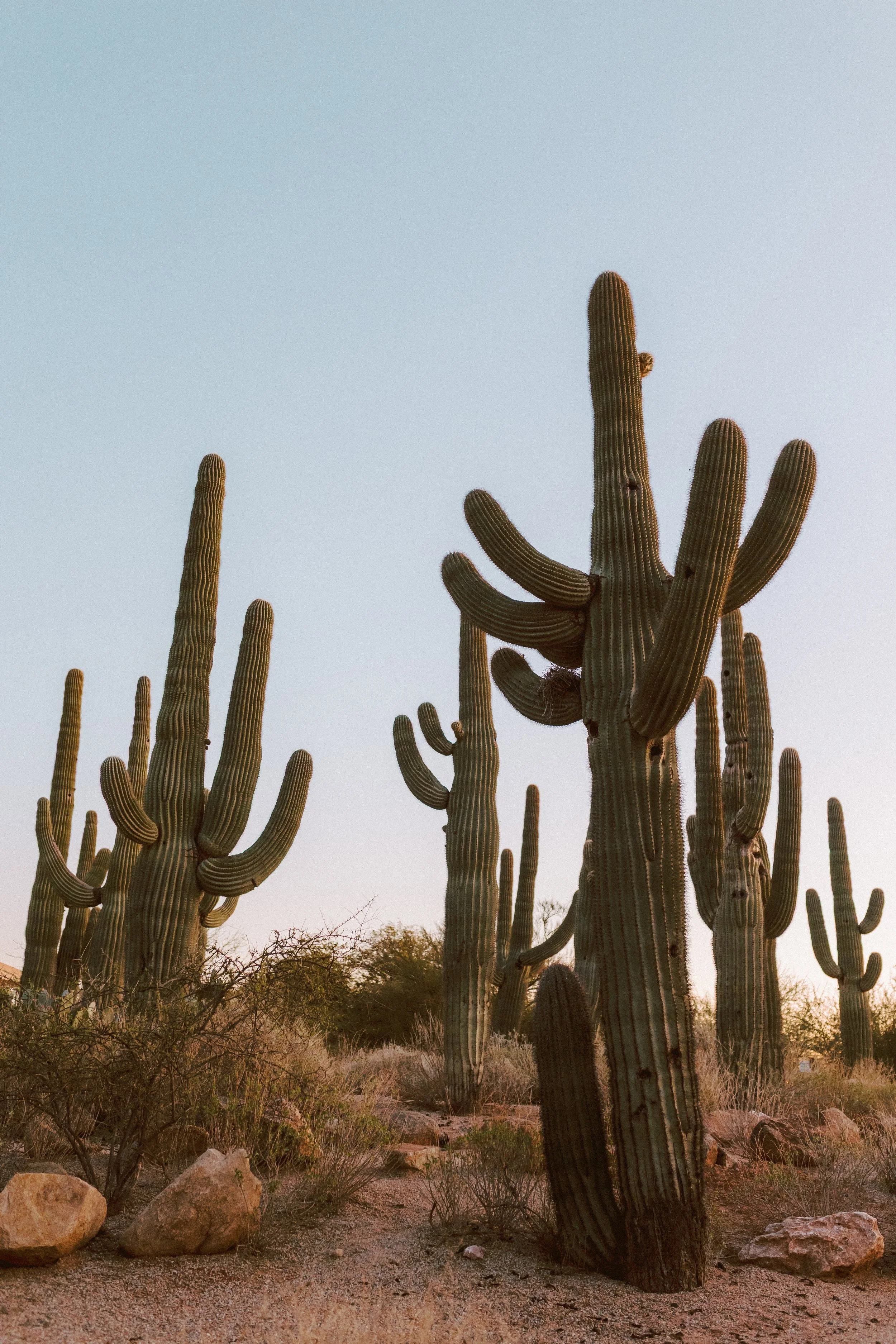 Scenic view of towering saguaro cacti against a soft evening sky in the desert landscape.