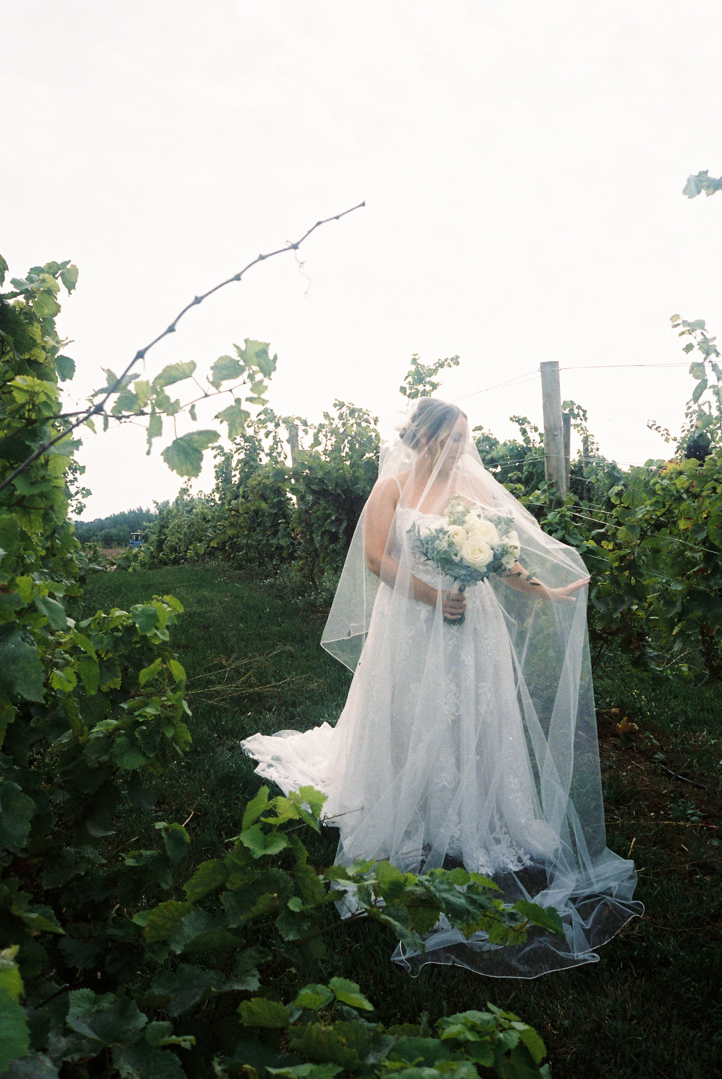 Bride holding a bouquet beneath a flowing veil among vineyard rows during a Northern Michigan vineyard wedding.