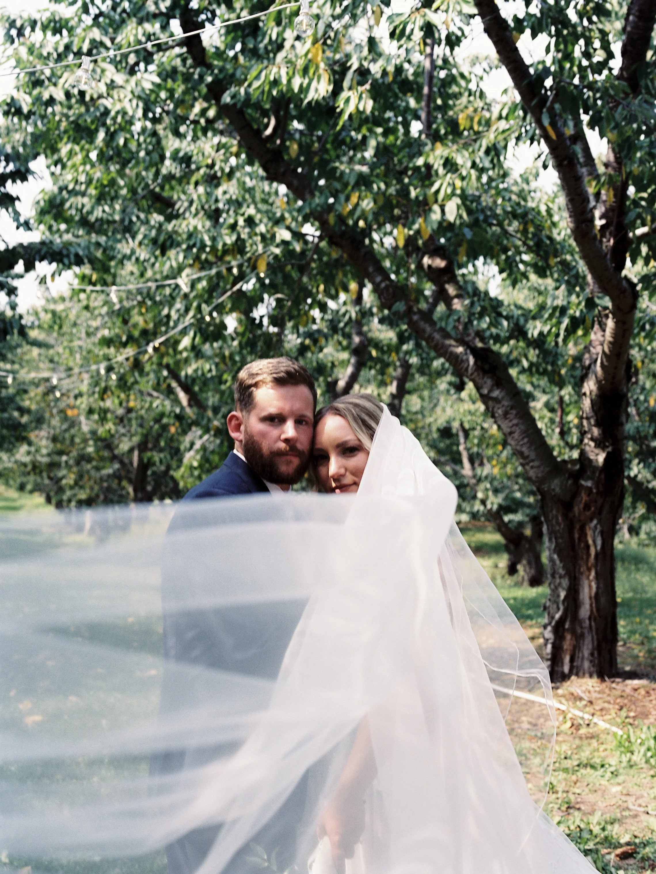 Romantic portrait of a bride and groom framed by a flowing veil beneath orchard trees on their wedding day.