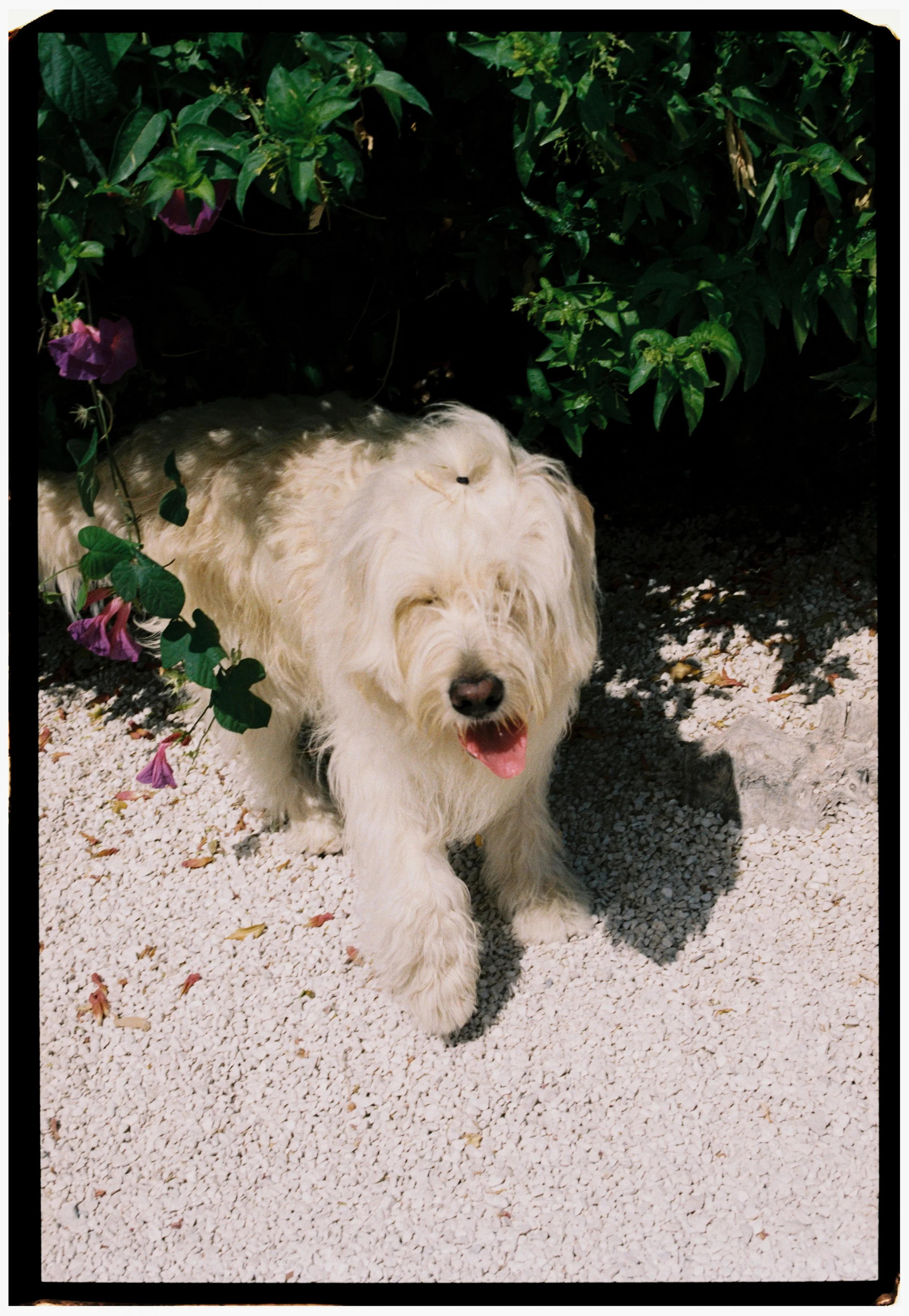 Fluffy white wedding dog standing beneath flowering greenery at the venue.