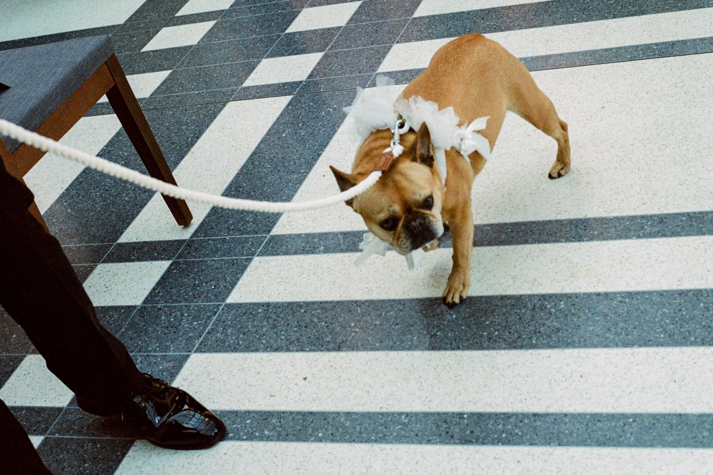 French bulldog wearing a white floral collar walking through the ceremony space at Shinola Hotel
