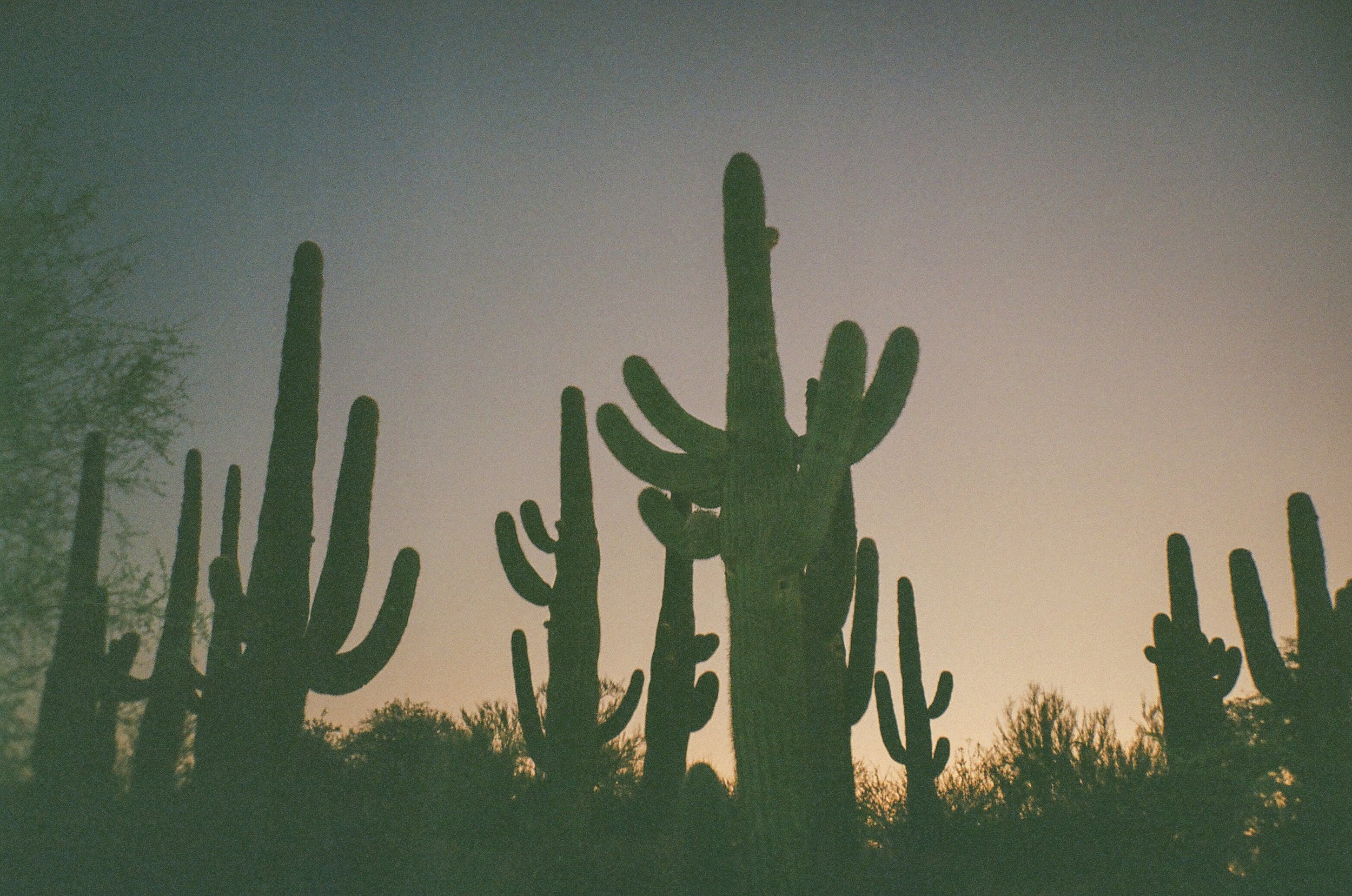 Silhouetted saguaro cacti against a fading desert sunset sky, creating a moody and cinematic landscape.
