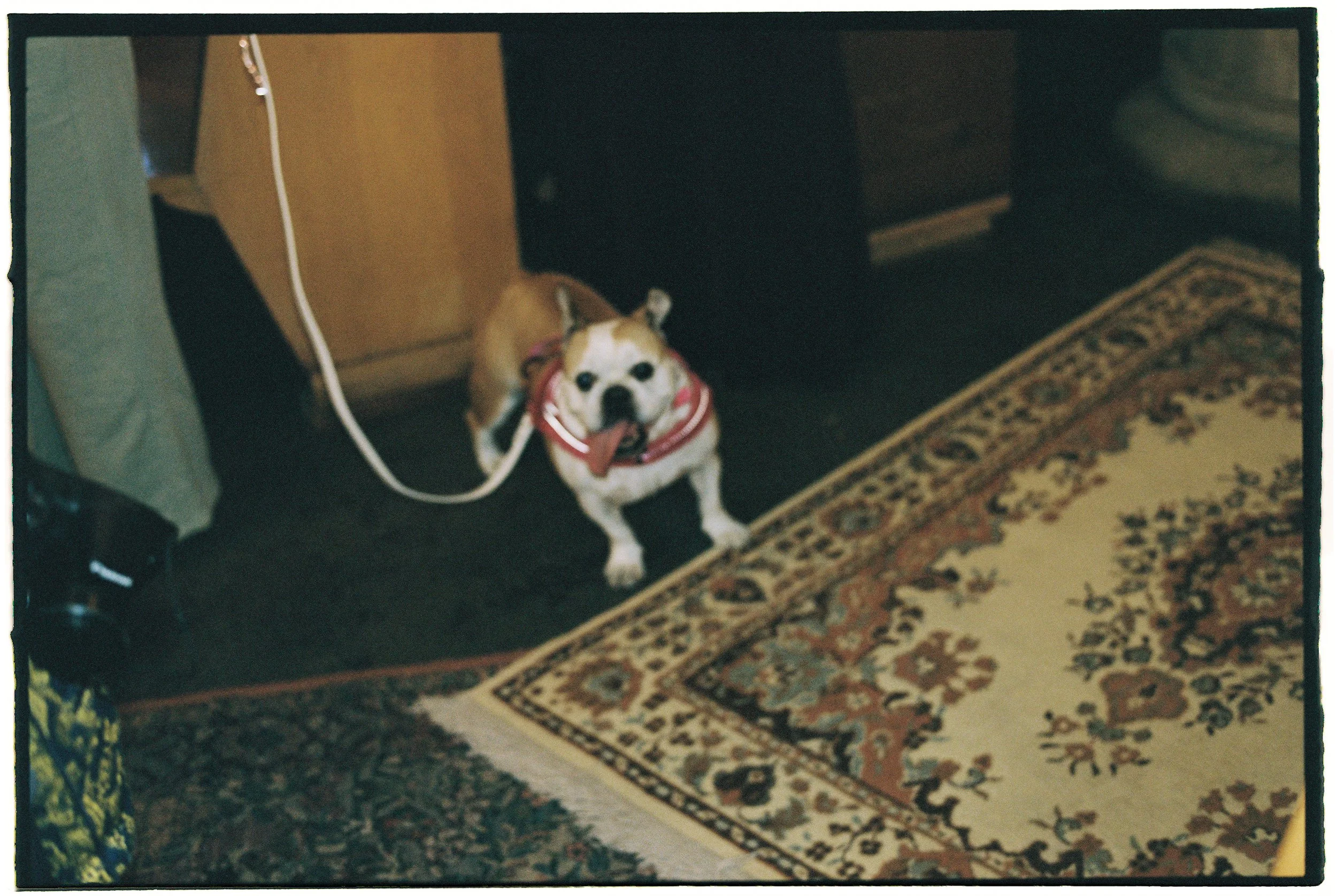 Small dog on a leash standing on patterned rug during wedding day moments