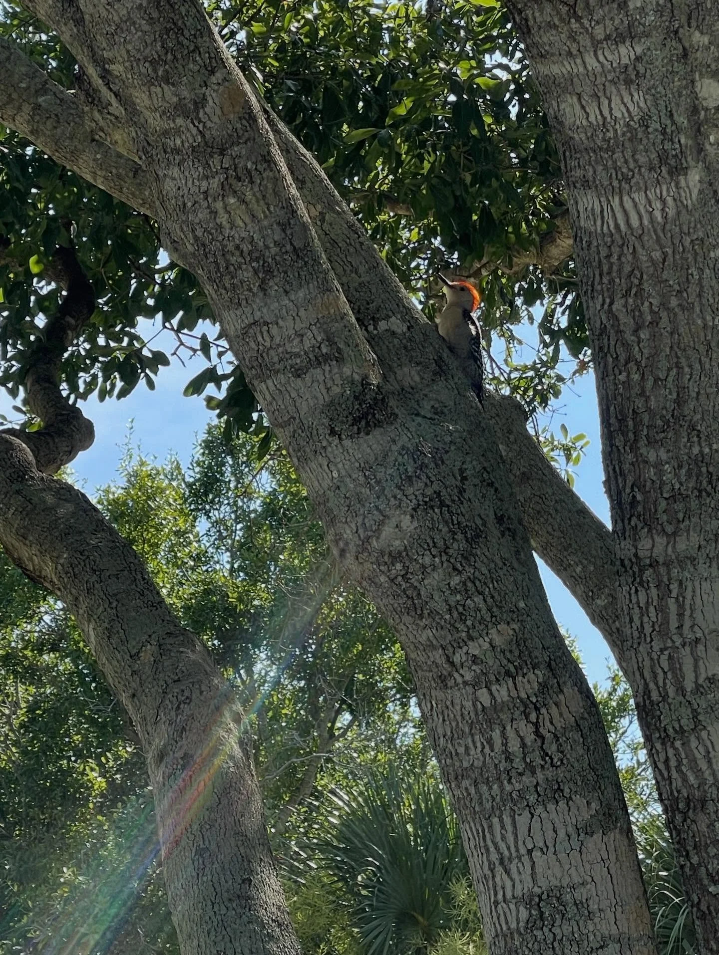 The spiritual path keeps unfolding in ways I never expect. At any moment, something can shift and transform everything. Expansion feels like the only constant, a slow evolution of spaciousness.

In this higher state of consciousness, the veil thins, 