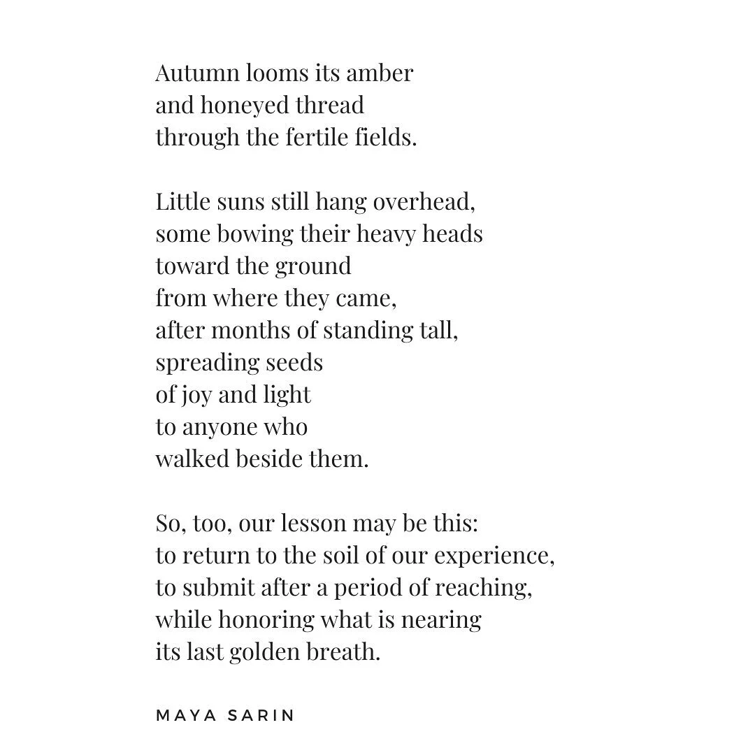 For months, sunflowers have been finding me everywhere I look. Standing among them recently felt like a homecoming. Their season has come to an end, but their lesson remains: turn toward the light, then bow after a period of reaching. 🌞