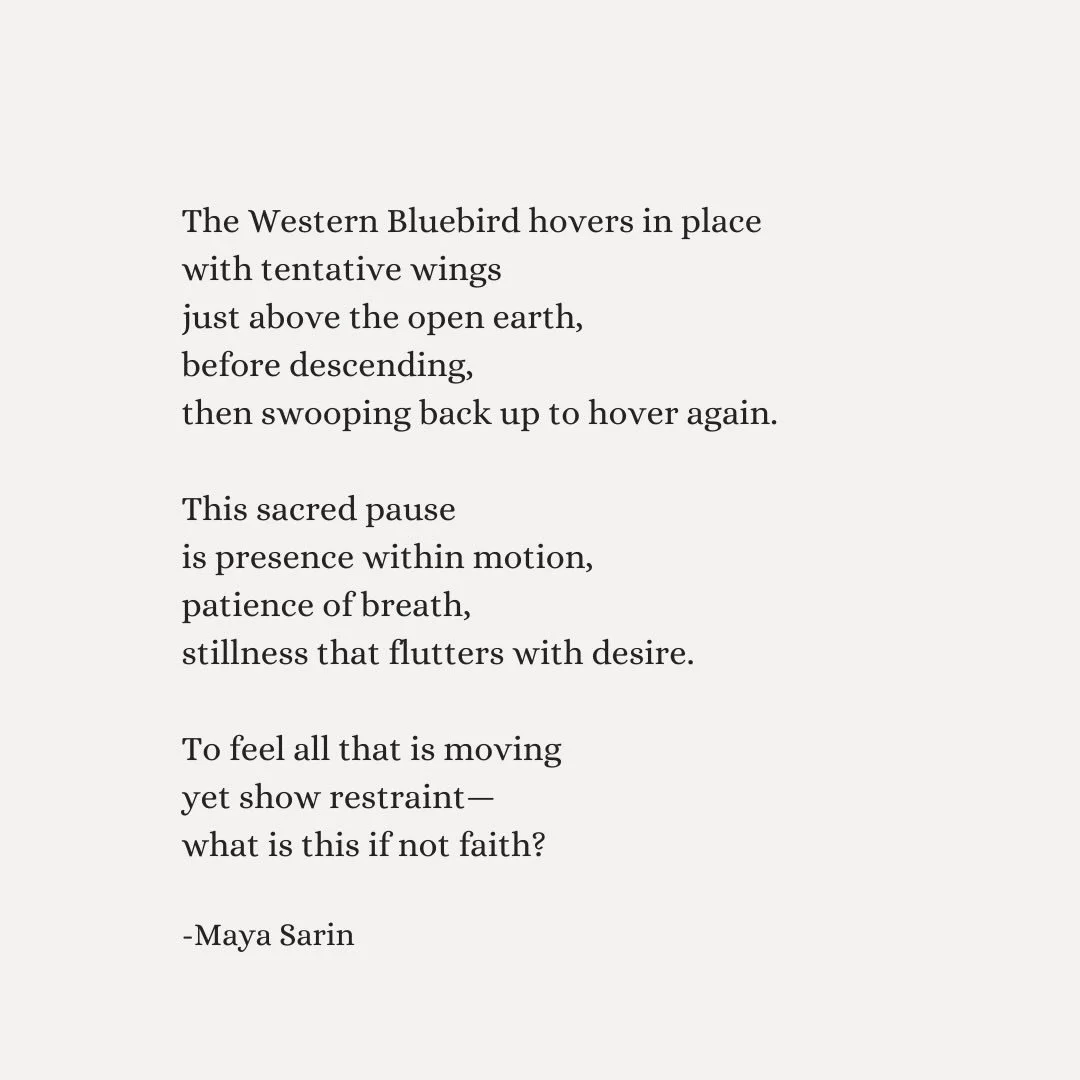 Full reflection behind this poem in my Substack publication, Just This. Link in bio ✨
.
.
.
.
.
.
#poetsofinsta #indiepoet #indiepoetry #faith #westernbluebird