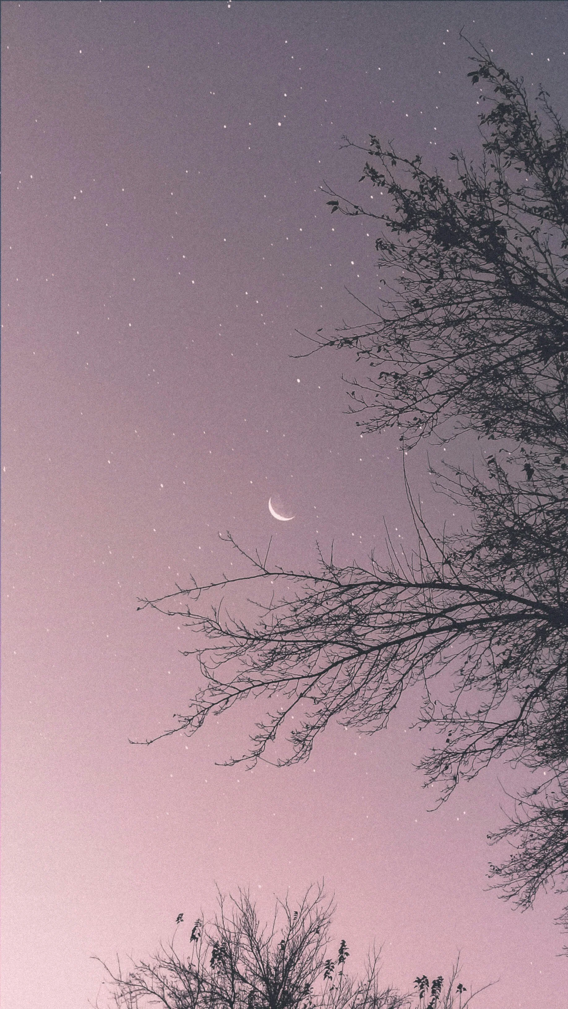 Night sky with numerous stars, a crescent moon, and the silhouette of leafless tree branches.
