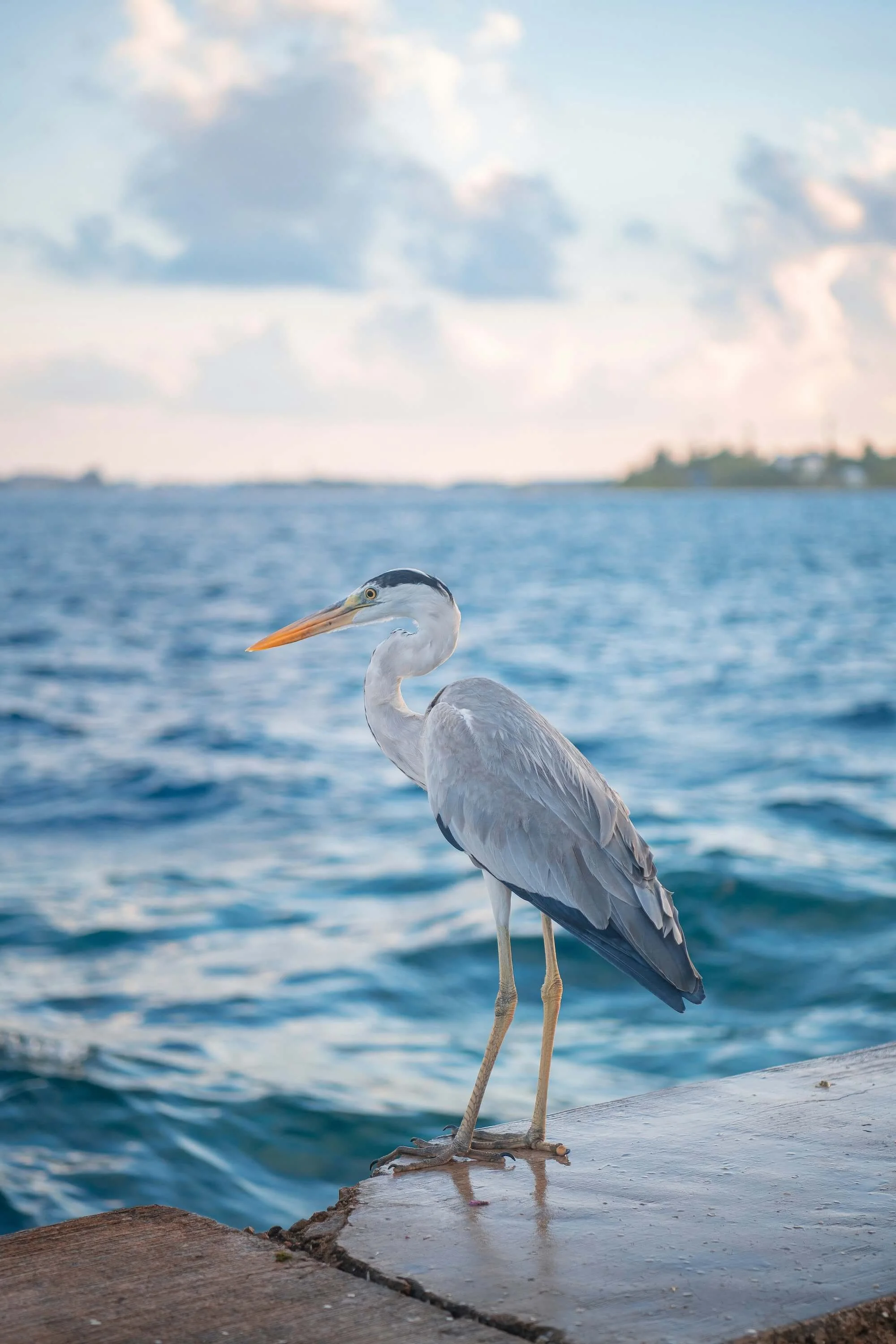 A heron standing on a dock by the water with a background of blue sky and clouds, and a distant landmass.