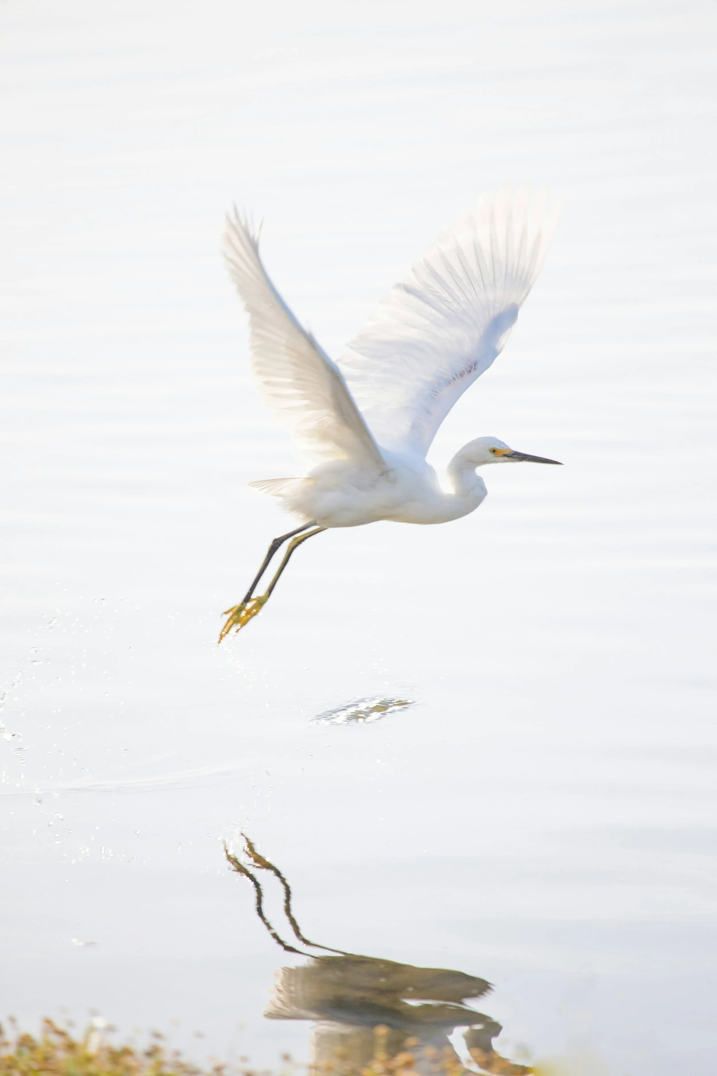 A white heron flying low over water with its wings spread wide, reflecting in the water below.