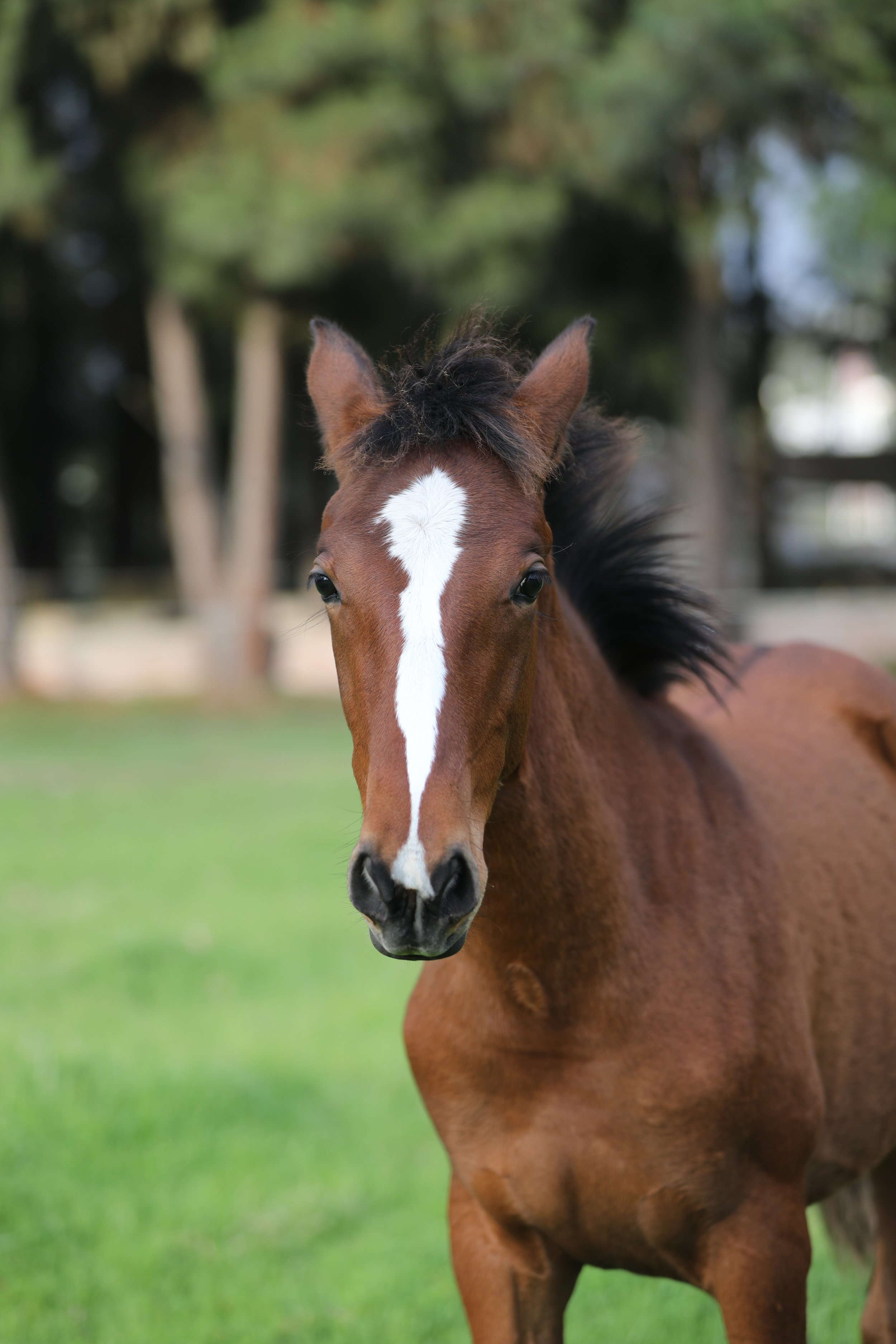 A close-up of an Akhal-Teke brown horse with a white stripe on its face, standing on green grass with trees in the background.