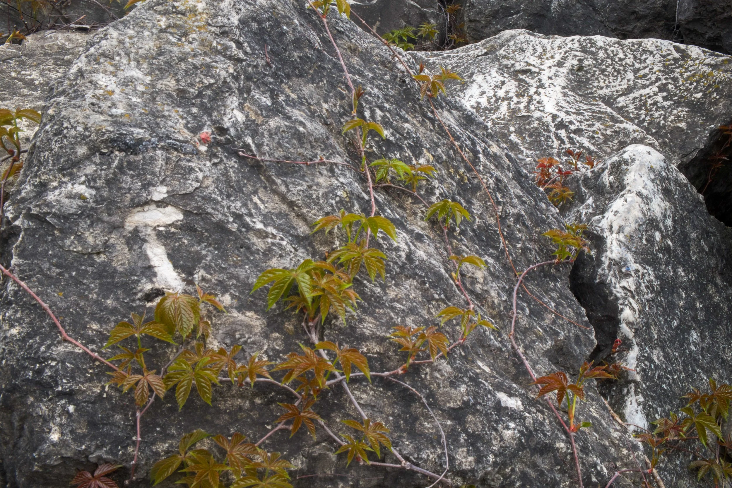 DSCF4828.jpg