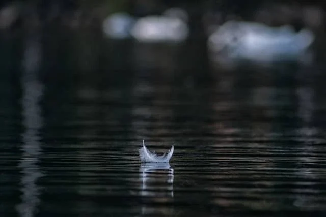 Feather floating gently on water symbolizing calm, balance, and quality of life during Parkinson’s speech and swallowing therapy in Delray Beach