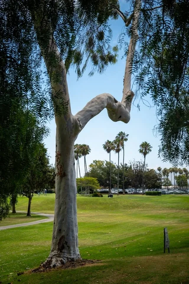 Golf course setting in Delray Beach representing active senior communities and the need for specialized Parkinson’s therapy services
