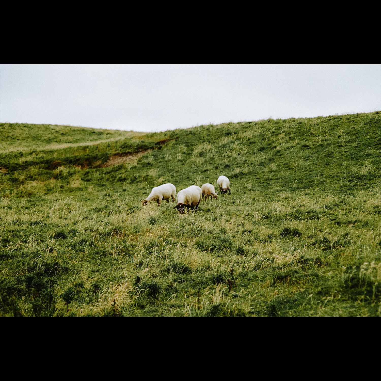 Irish Pastures