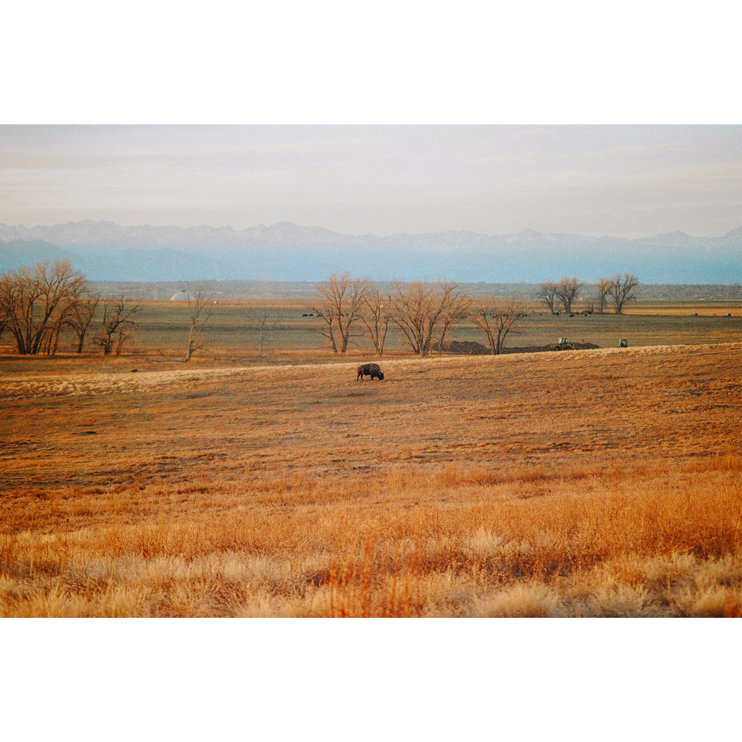 "Lone Bison" Photo Print