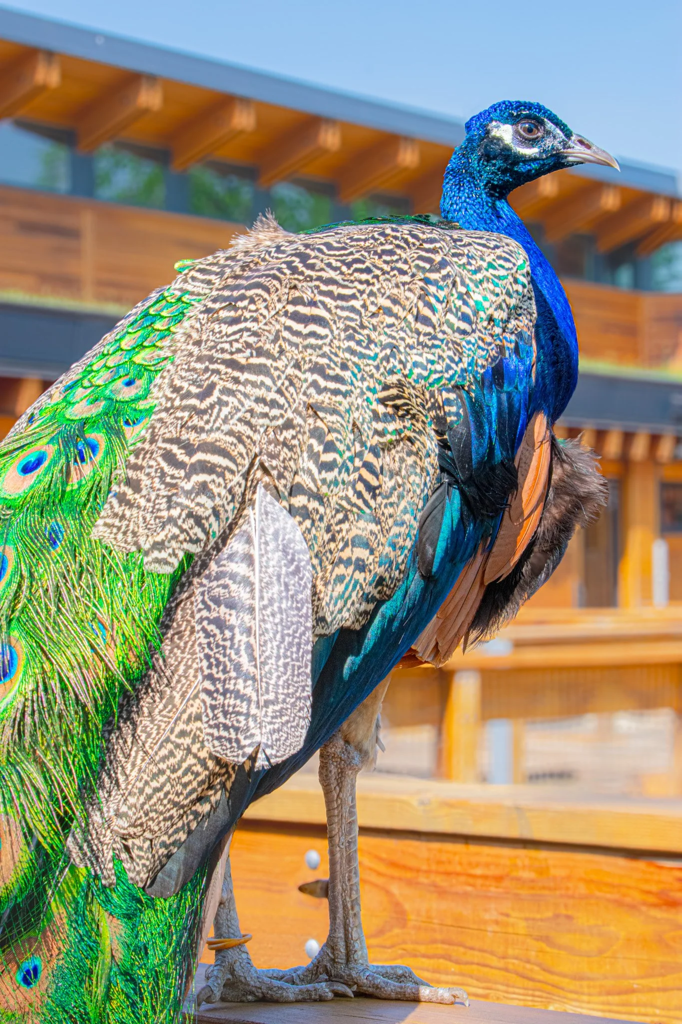 DSC_0323.jpg