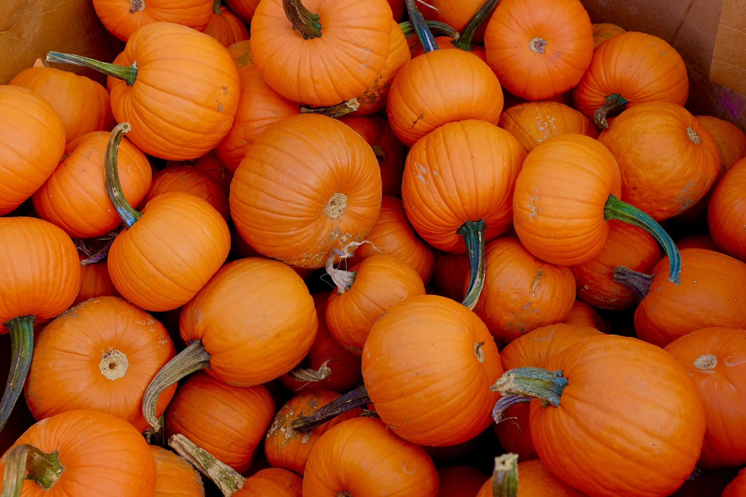 Fall Family Fun at the Farm - Details Coming Soon