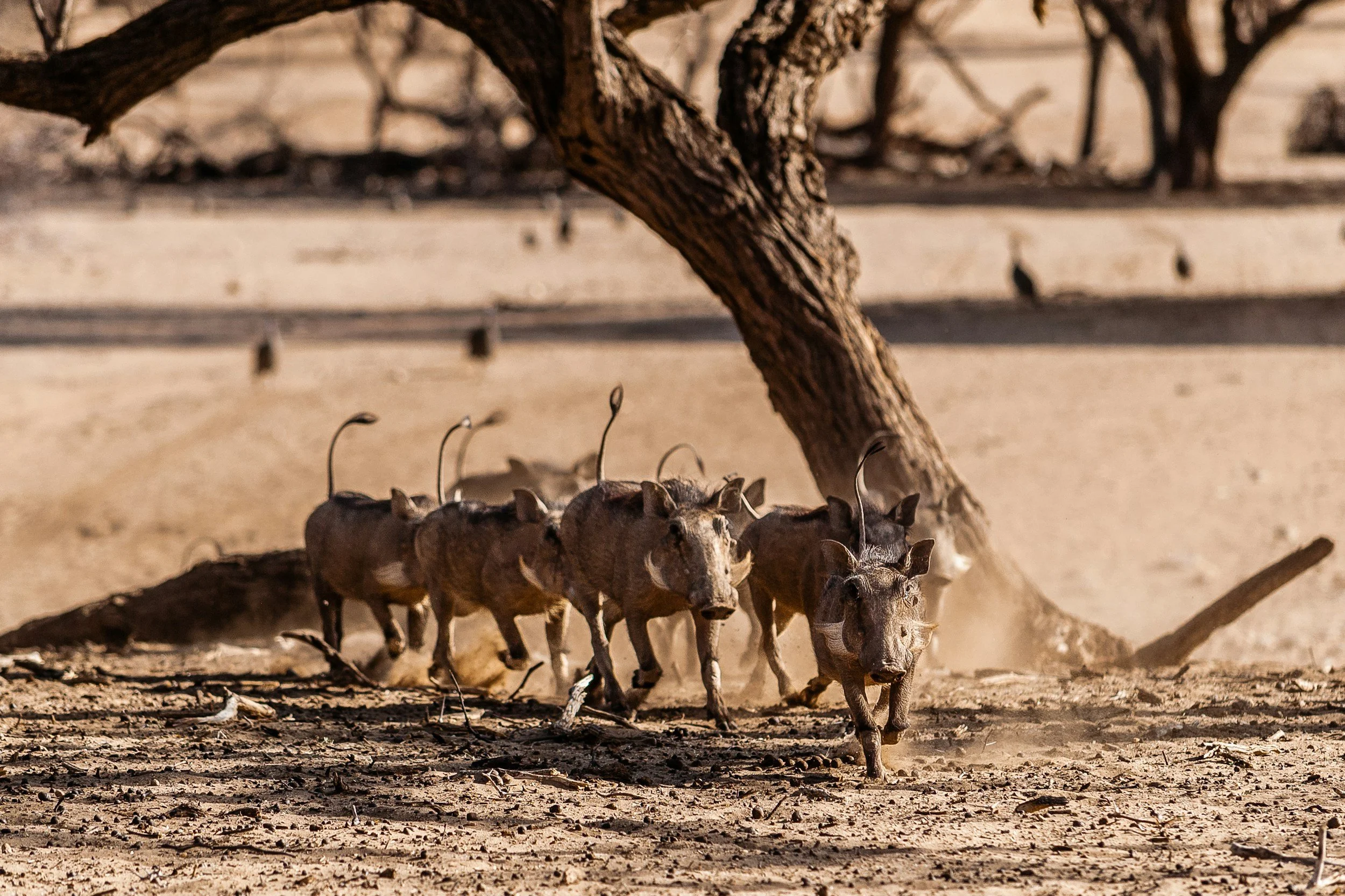 A group of warthogs walking across dry, dusty ground in a desert-like environment with sparse vegetation and a large tree in the background.