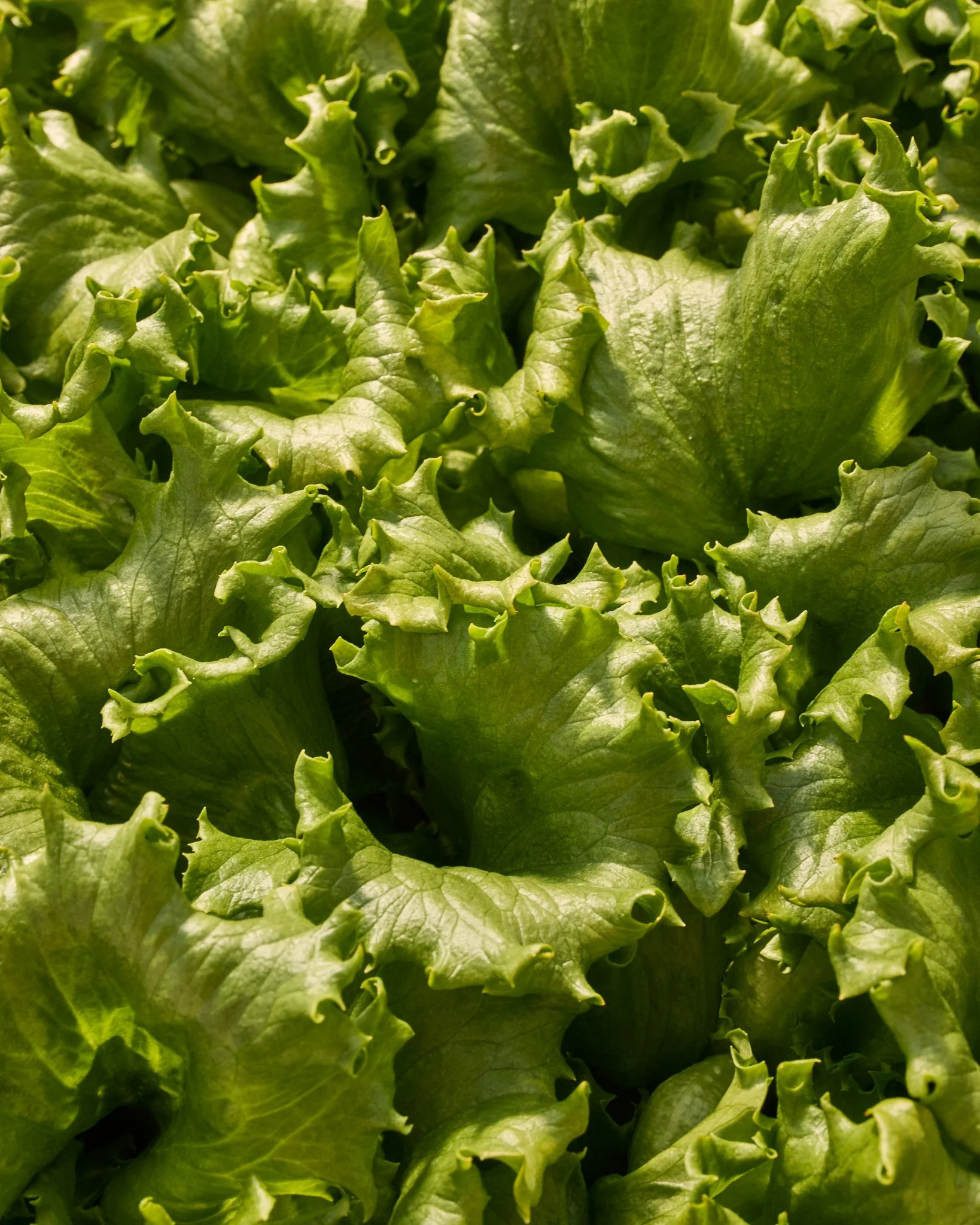 Little Leaf Farms