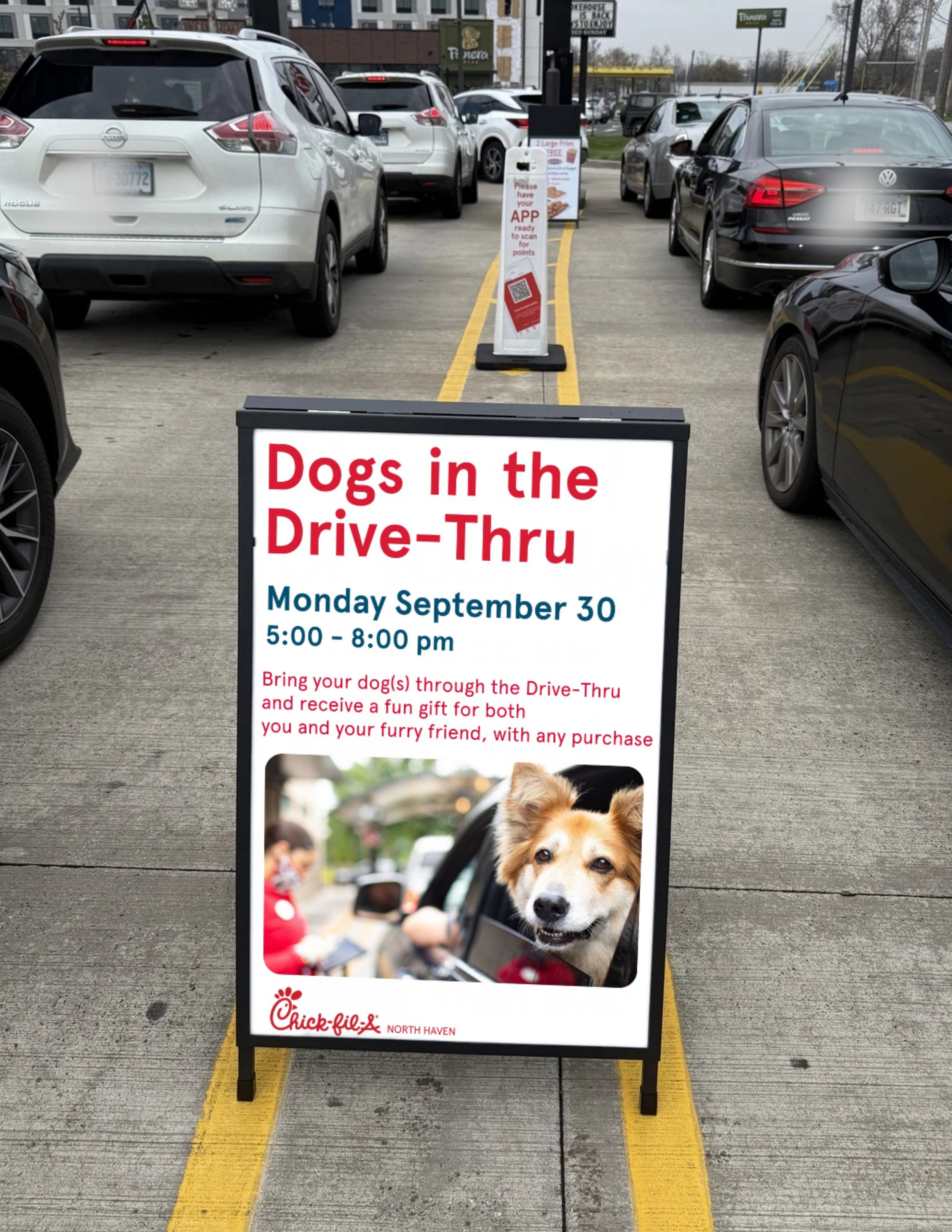 Dogs in DT (A-Frame)