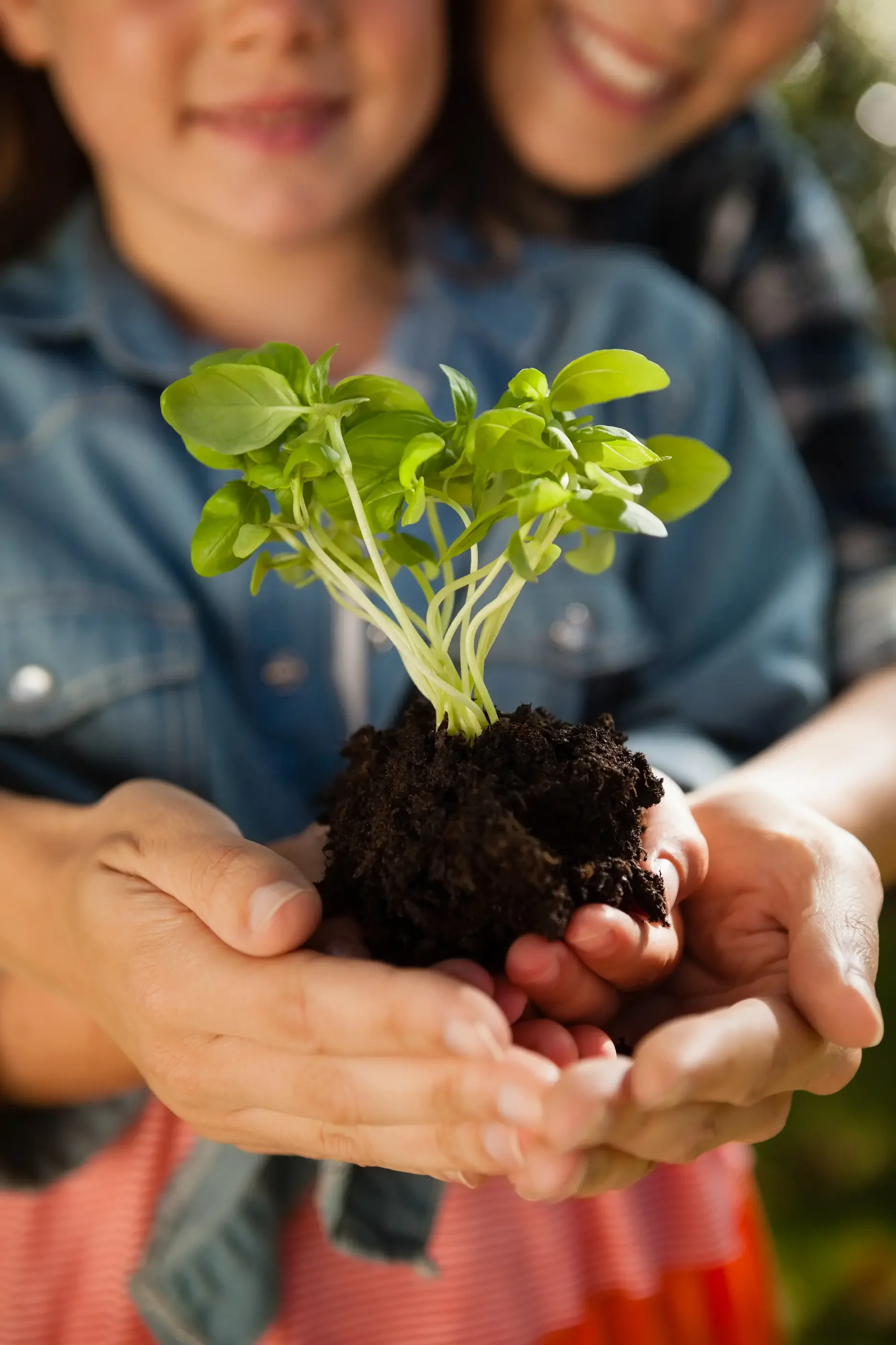Two people holding a small plant with green leaves and soil in their hands.