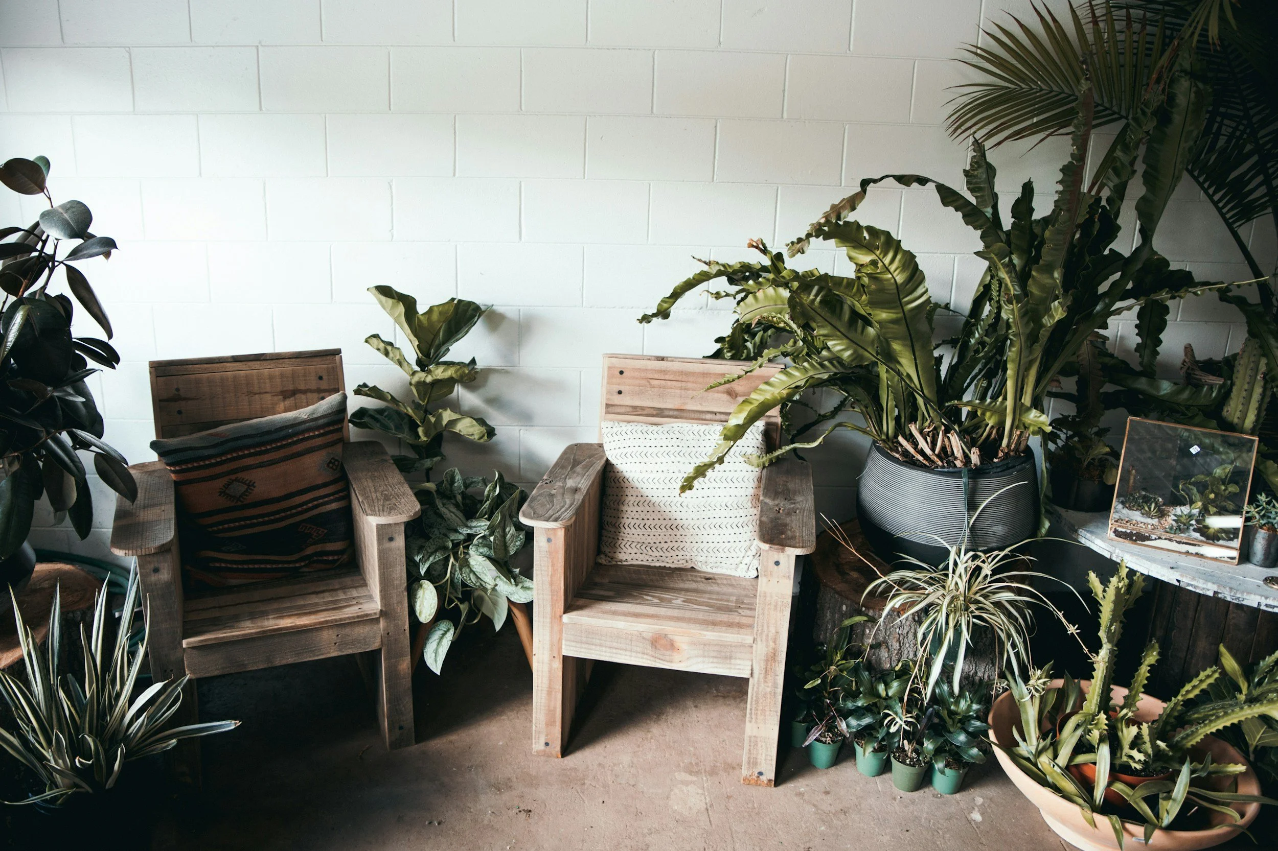 Two wooden chairs with pillows, surrounded by various potted green plants and succulents, against a white brick wall.