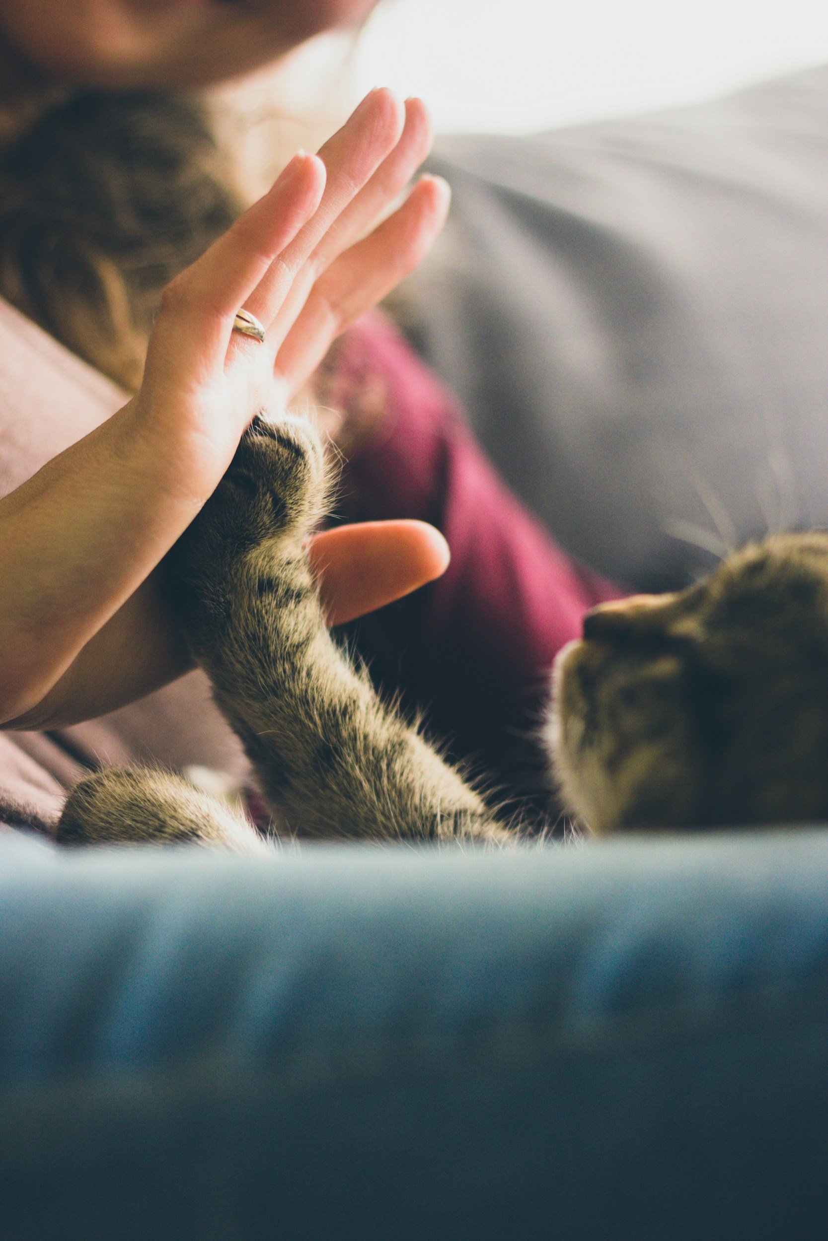 A person with their hand raised high, giving a high five to a tabby cat lying down and reaching up to connect with the hand.