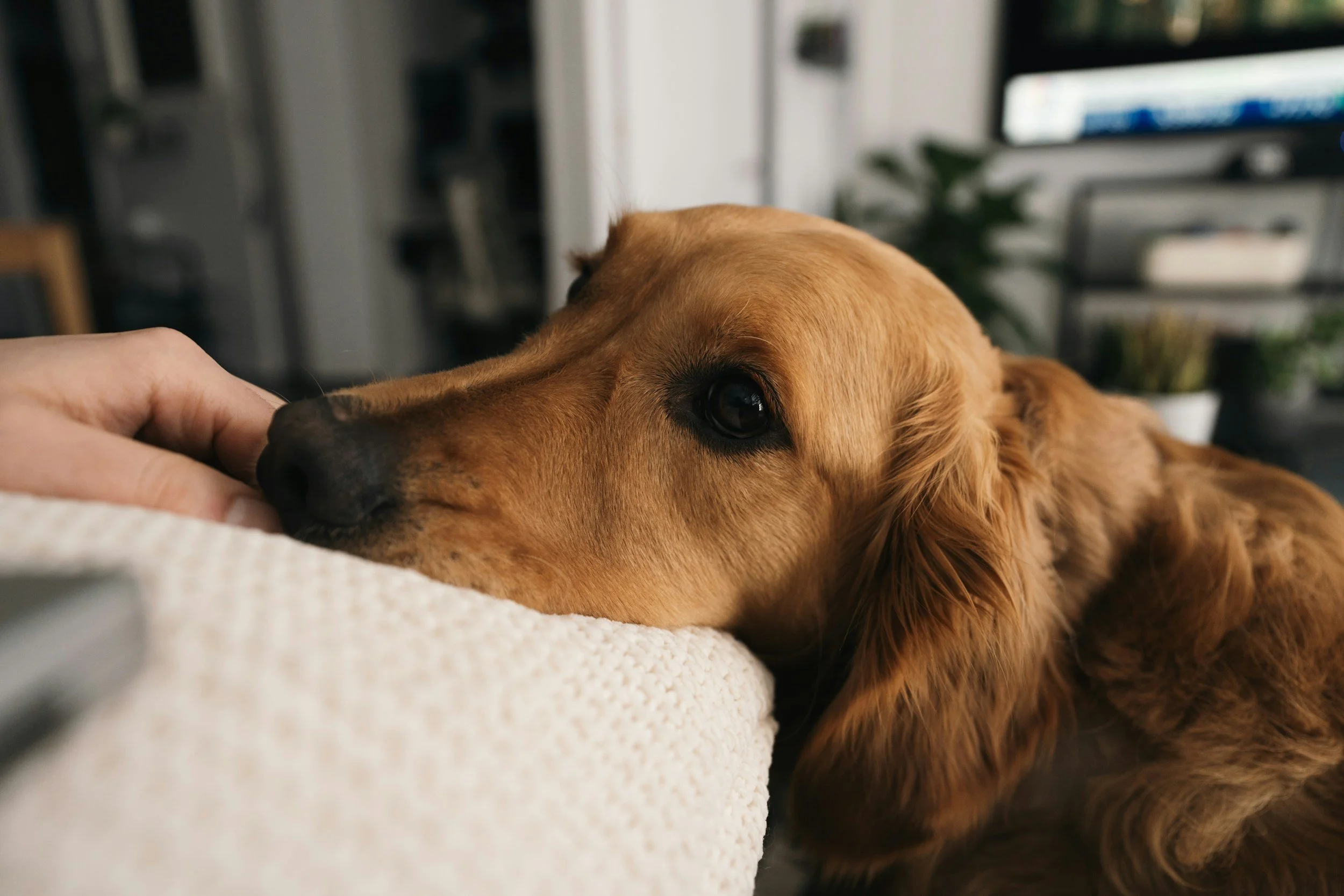 A golden retriever resting its head on a white couch, looking at the camera with a gentle expression.