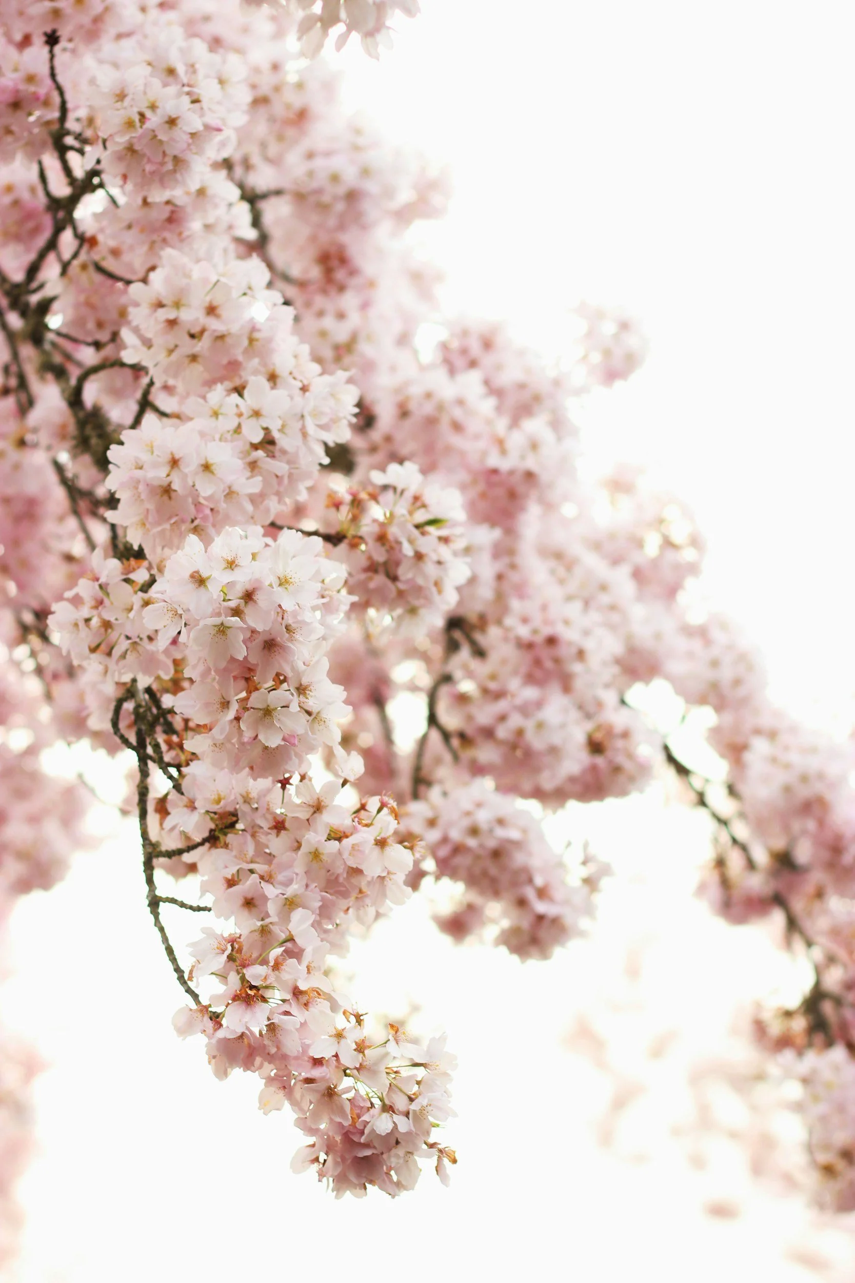 Close-up of pink cherry blossoms on a tree branch, with soft sunlight background.