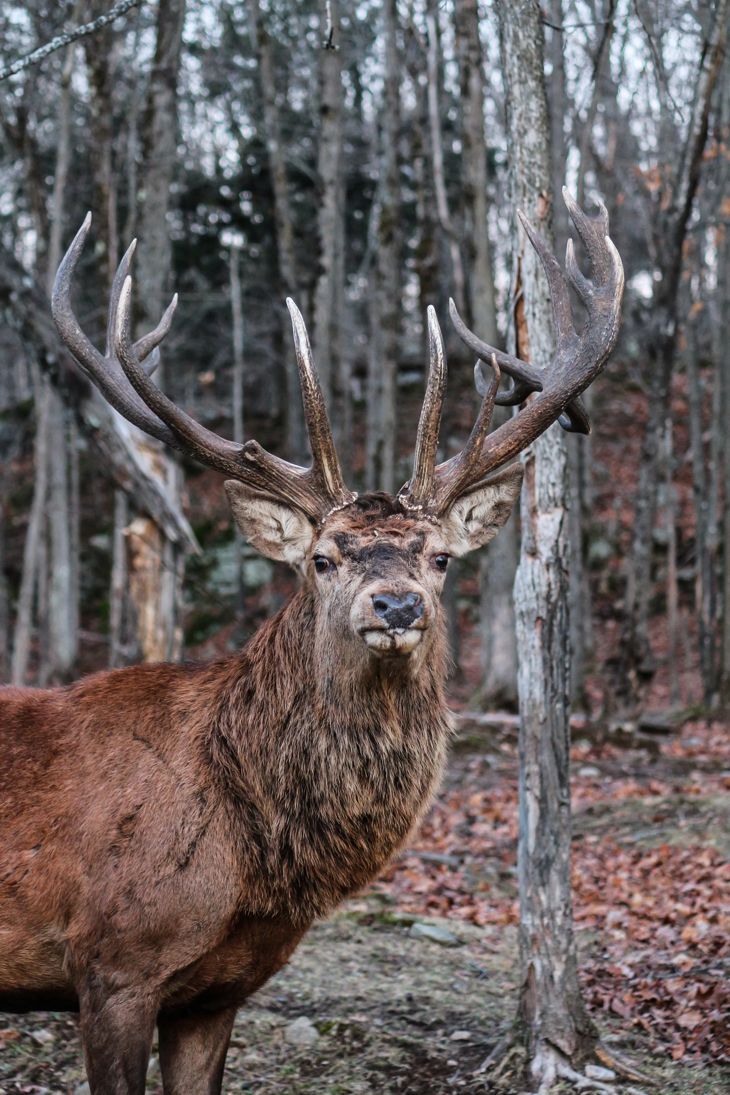 A large elk or stag standing in a forest with tall trees and fallen leaves on the ground.