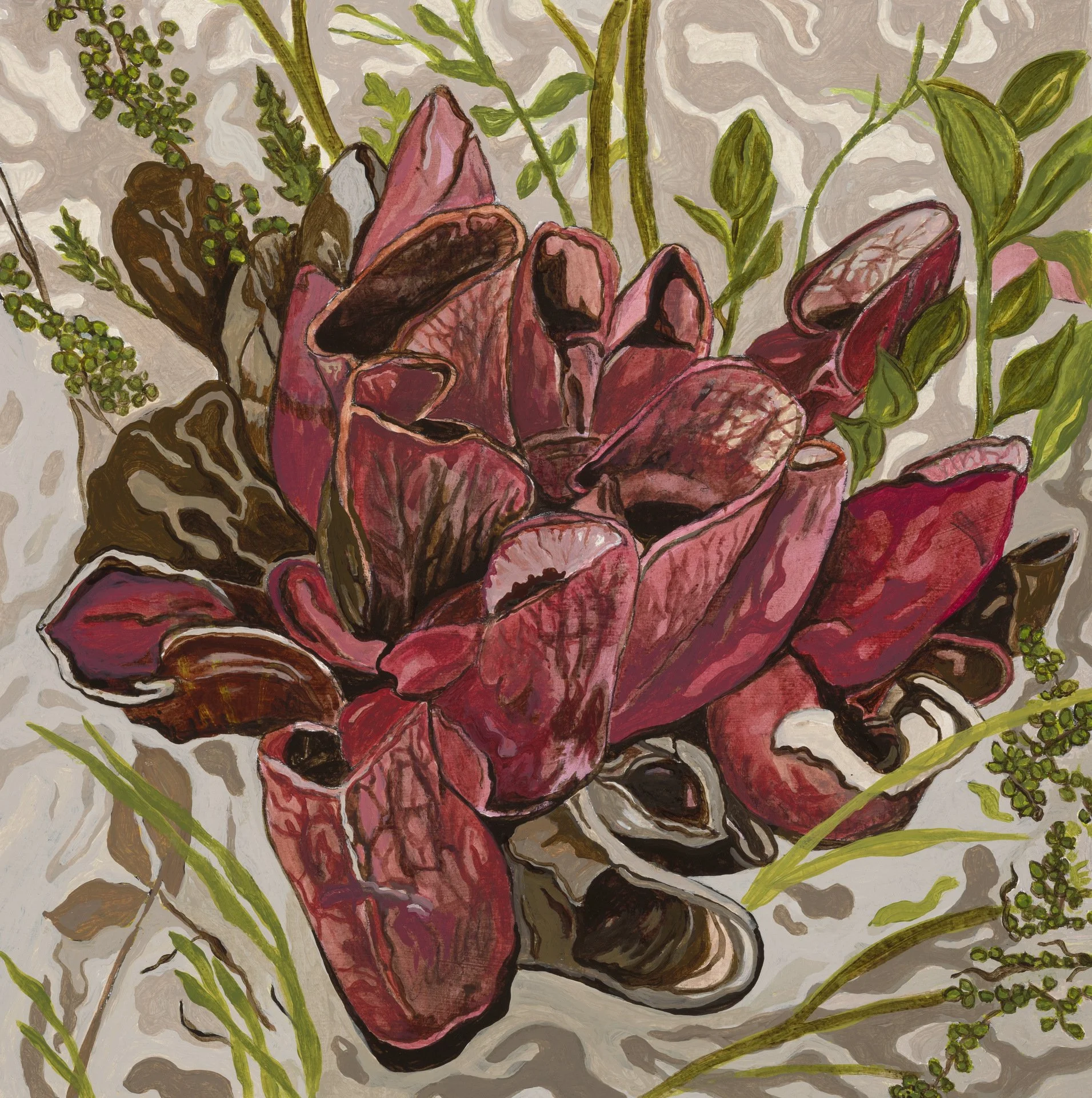 Sarracenia purpurea (red phase), 9" x 9", acrylic on paper - temporarily on hold