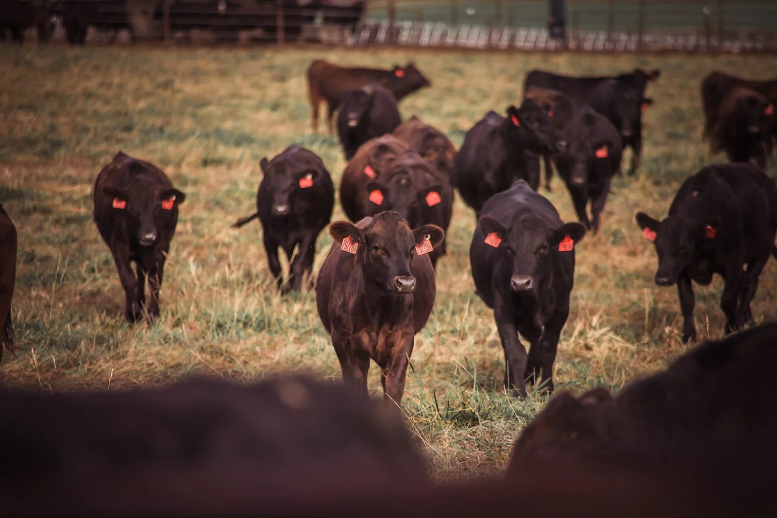 A herd of brown and black cattle with red ear tags standing in a grassy field.
