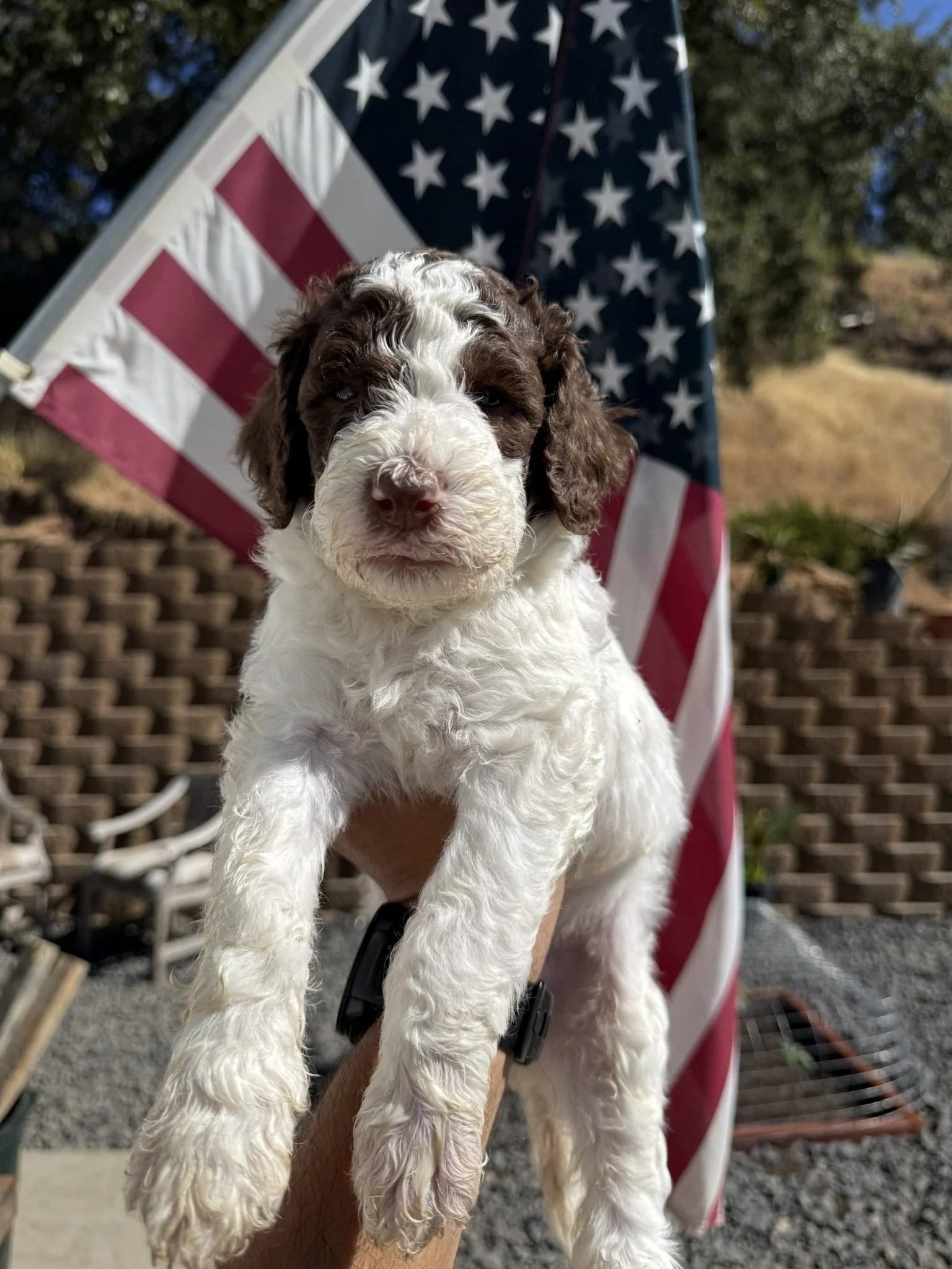 White and chocolate.JPEG