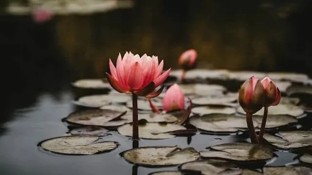 Websites und Texte für Coaches, Yogalehrer, Berater und Heiler